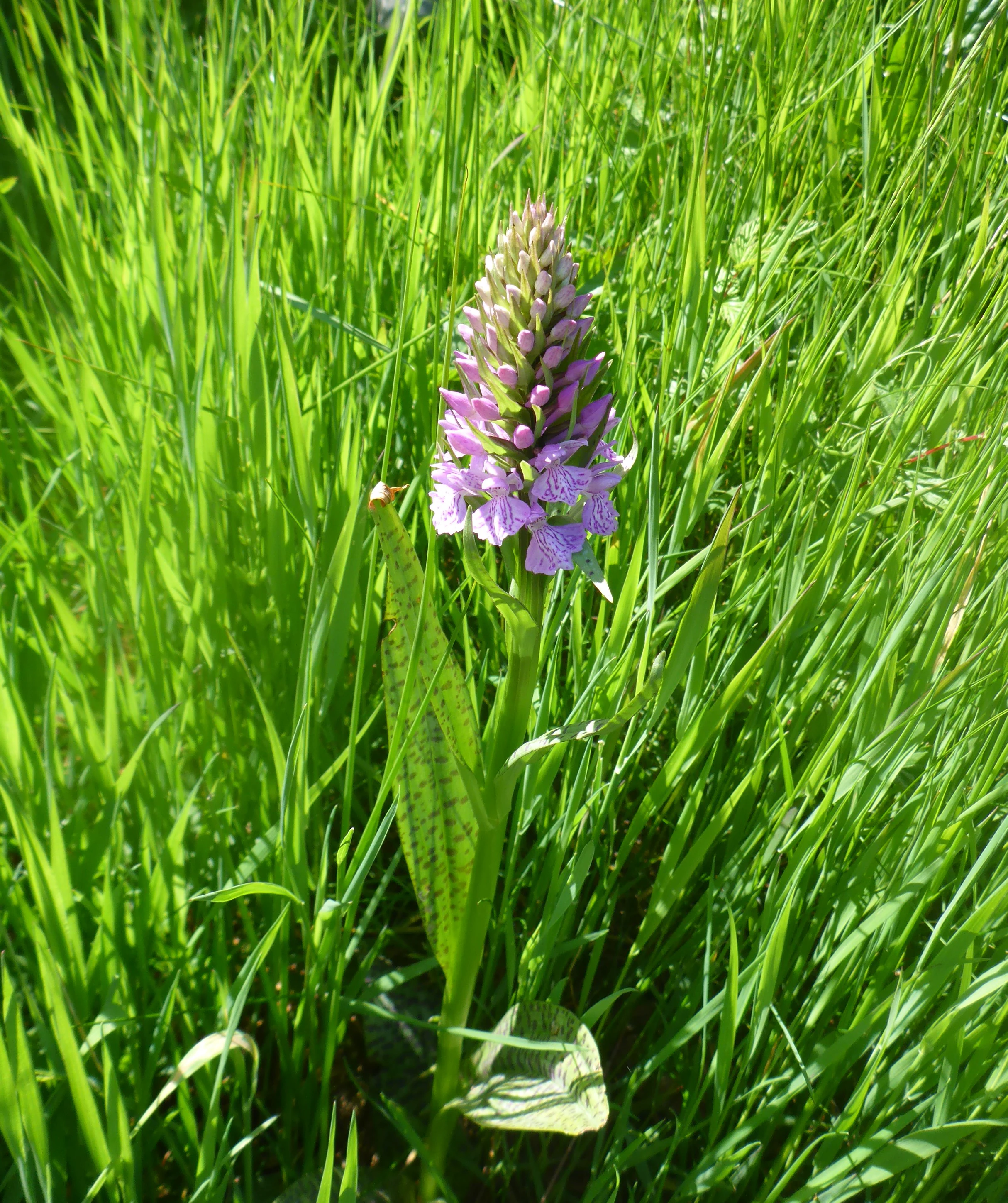 A purple, cone-shaped orchid flower standing tall in a patch of bright green grass.