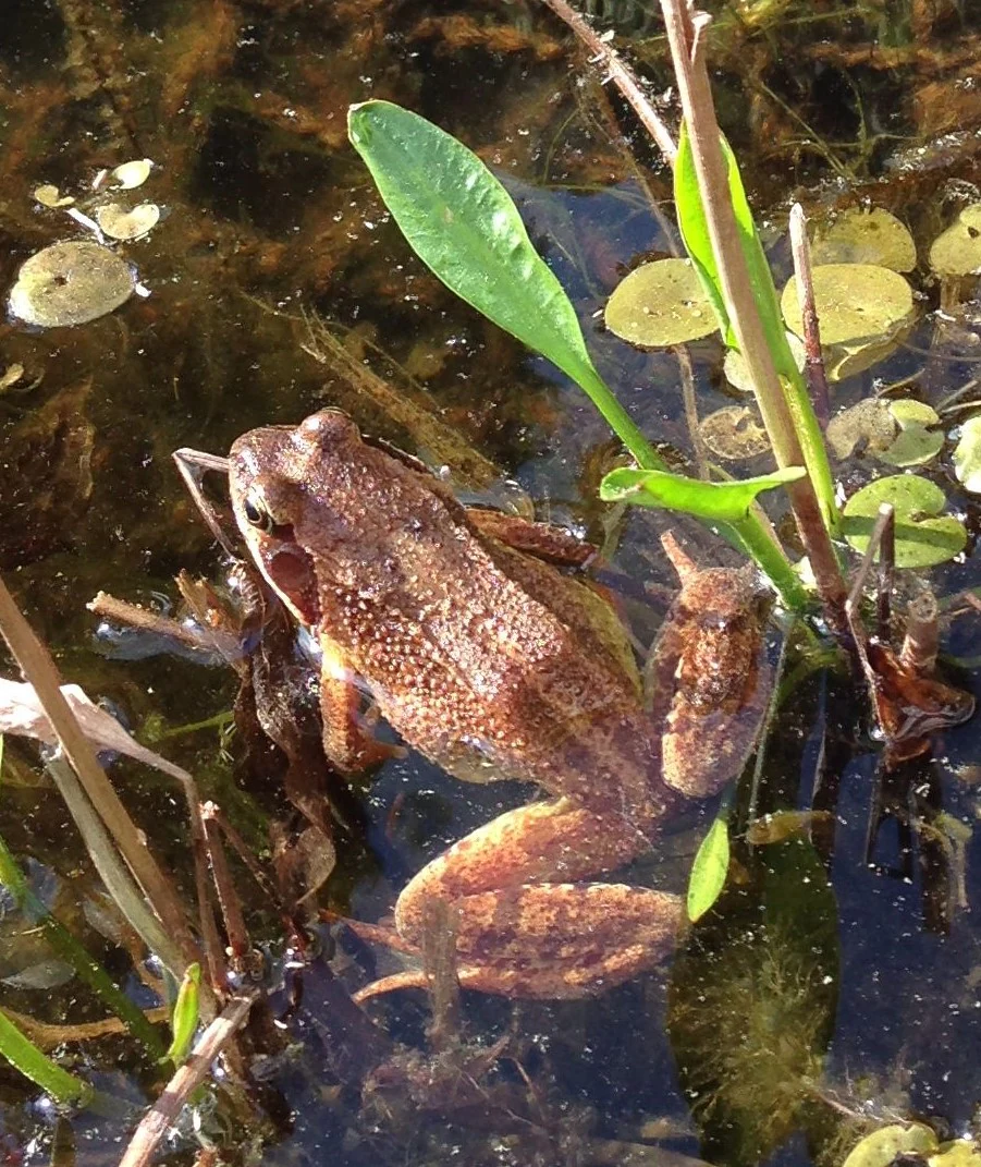 A brown common frog partially submerged in shallow, dark pond water surrounded by aquatic plants and floating leaves.