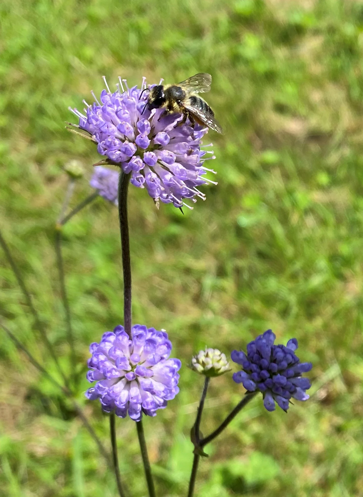 A close-up of a small bee resting on a purple-blue globular flower head of a Devil's bit scabious plant, with out-of-focus green grass in the background.