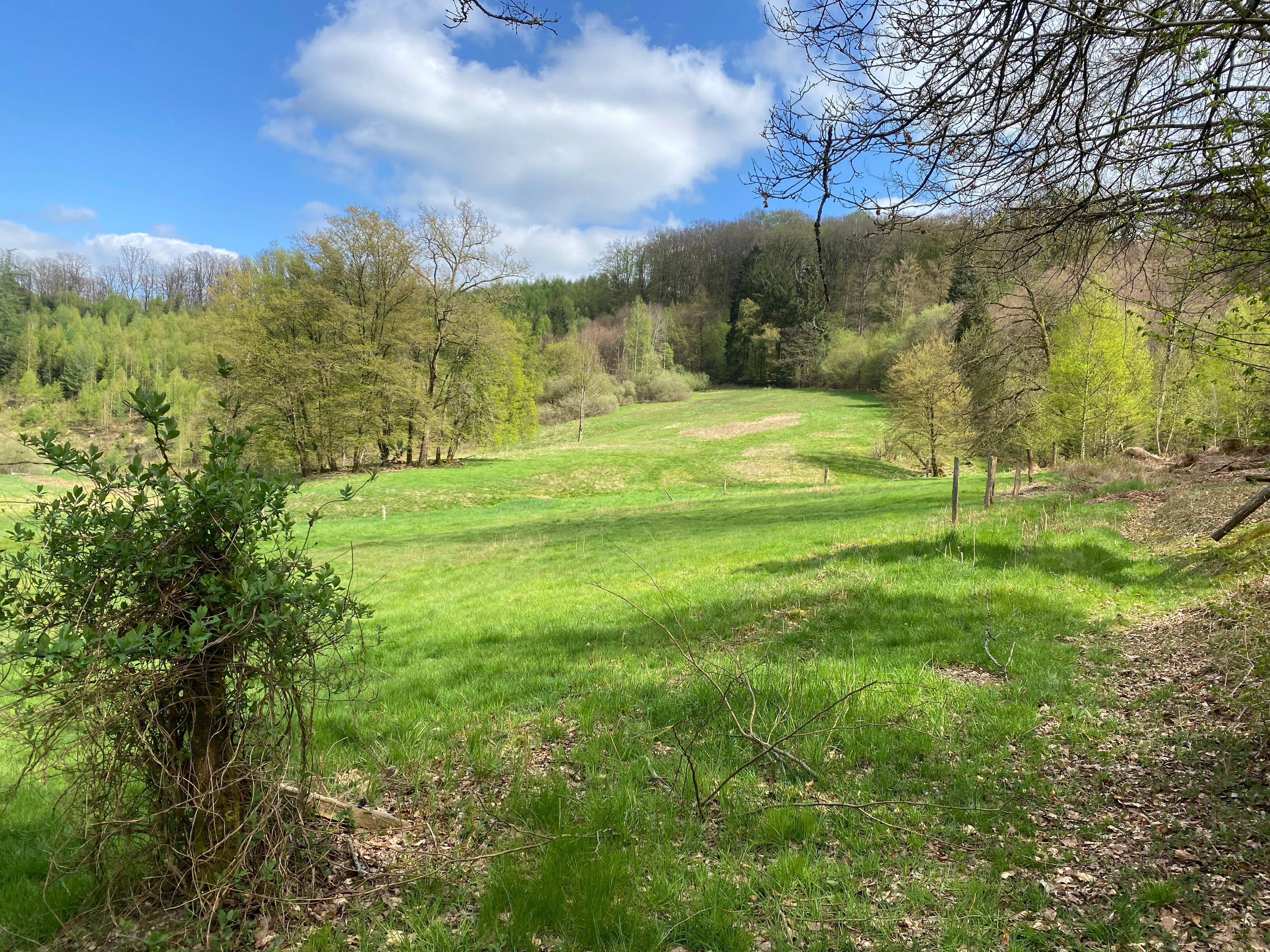 A green spring meadow surrounded by trees and a forested hillside under a blue sky with white clouds.