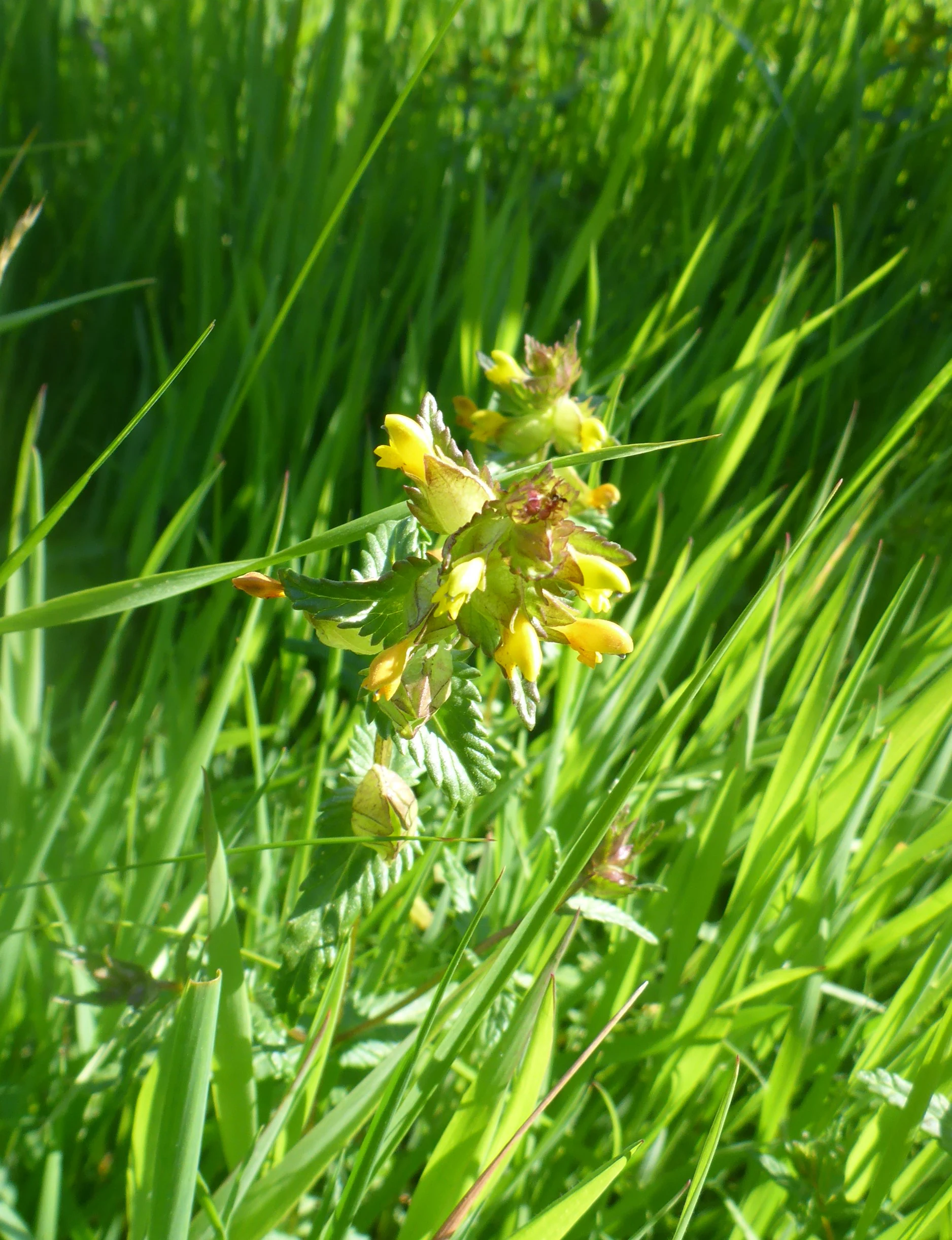 Close up of a yellow rattle wildflower with small yellow blossoms and serrated green leaves surrounded by blades of green grass.