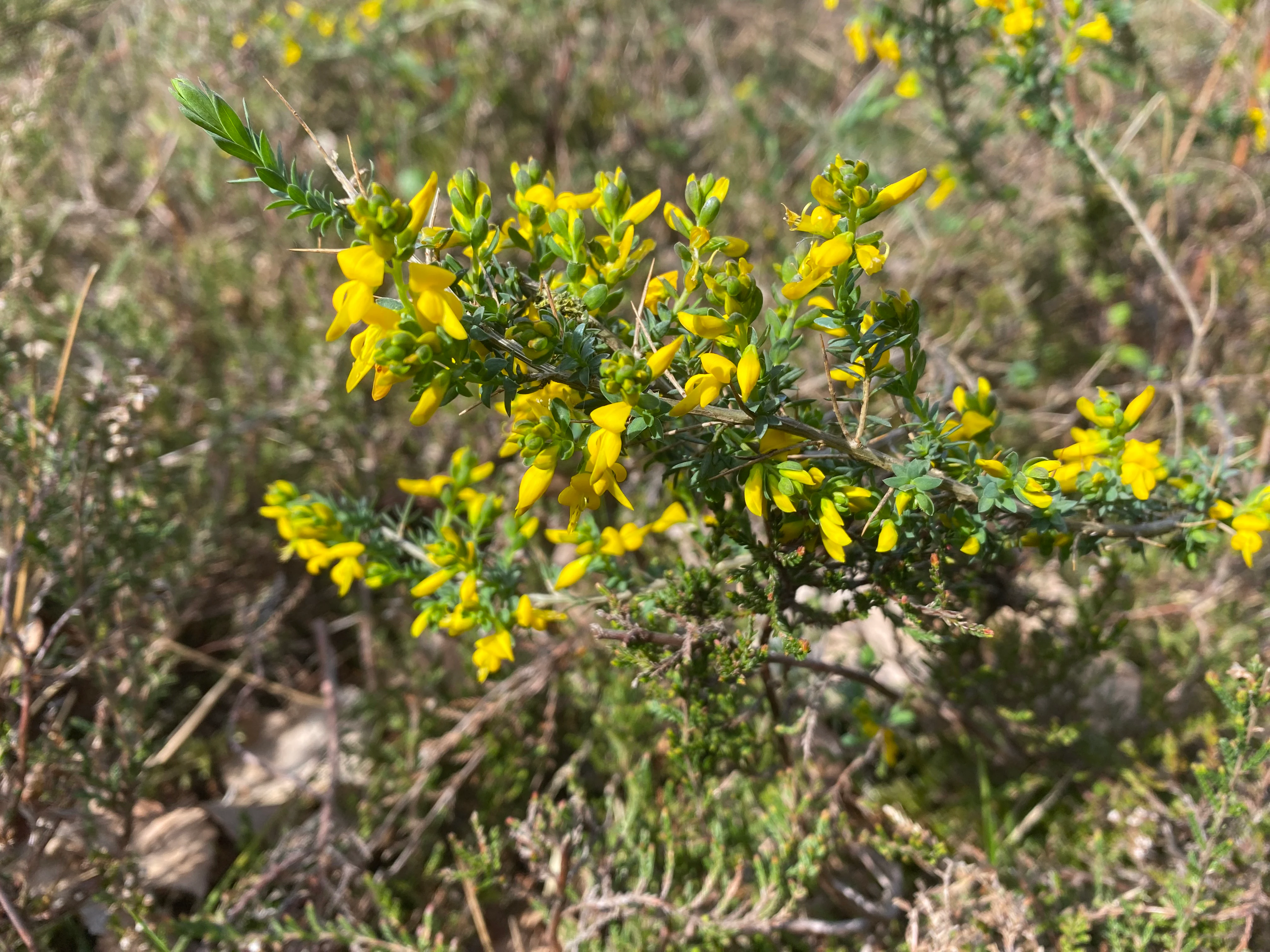 A close-up view of a small petty whin plant with bright yellow flowers and thin green leaves, growing in a grassy field.