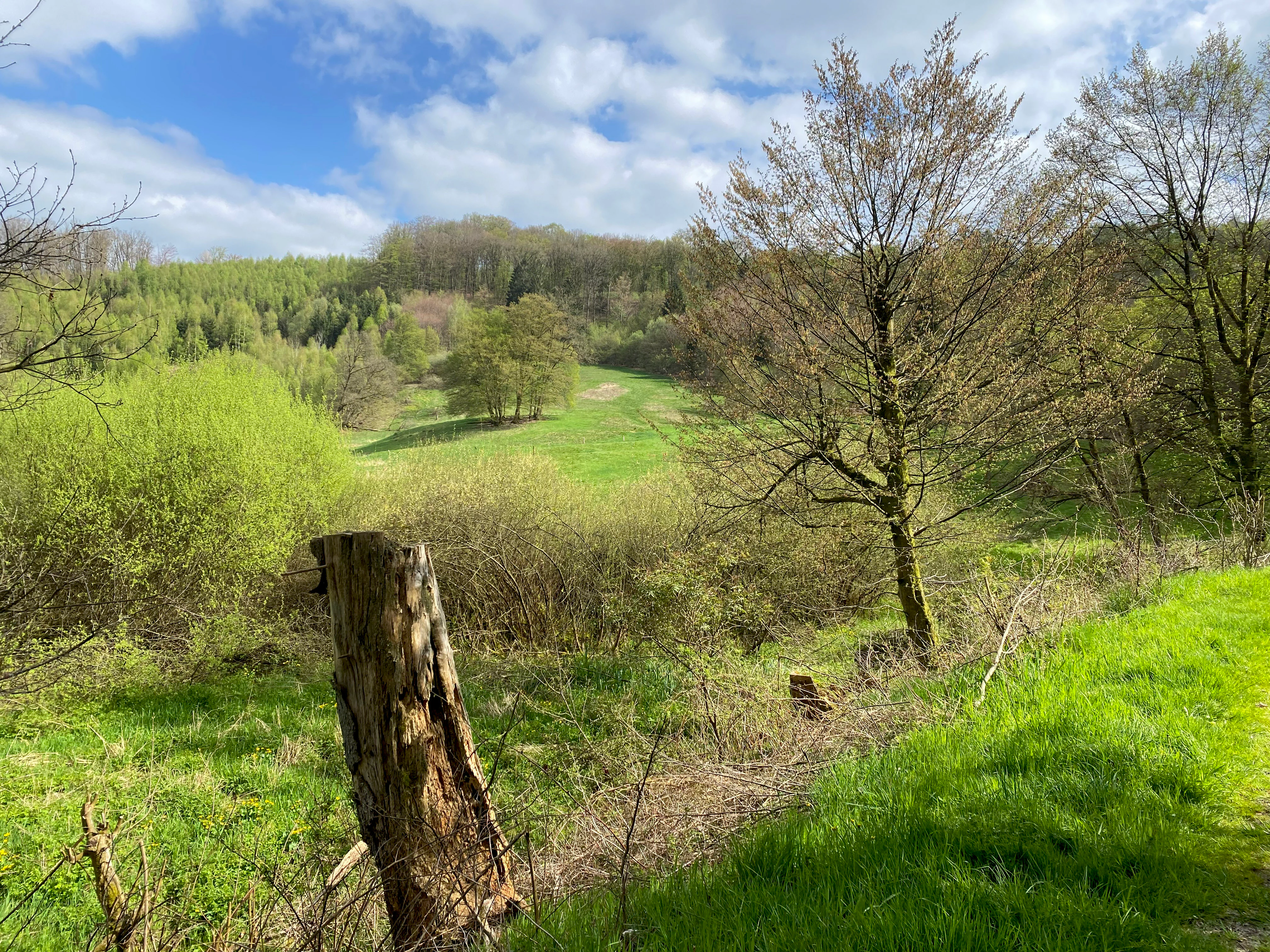 A green meadow in a valley with a tree stump in the foreground and a forested hillside in the background under a partly cloudy sky.