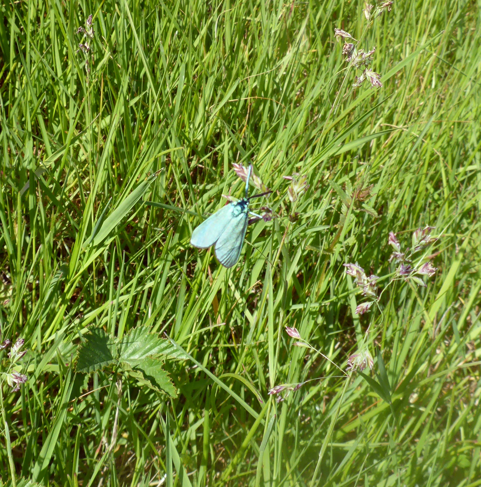 A small, iridescent metallic-green moth resting on tall grass stalks.