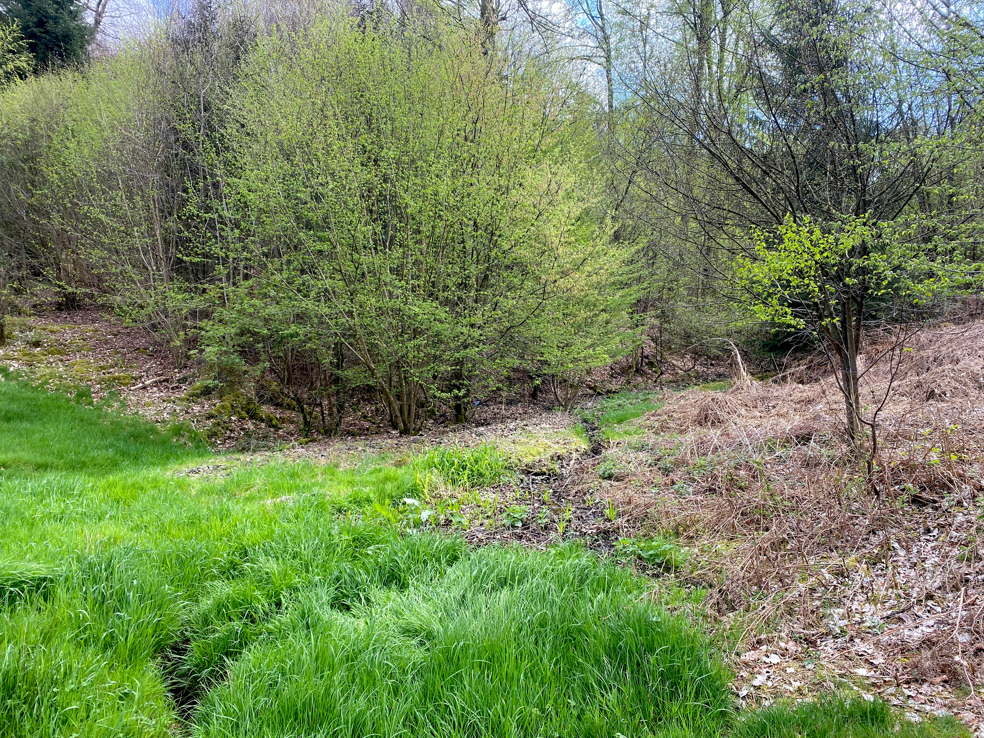 A small, narrow stream flows through a transition zone between vibrant green grass and dormant, brownish brush with trees in the background.
