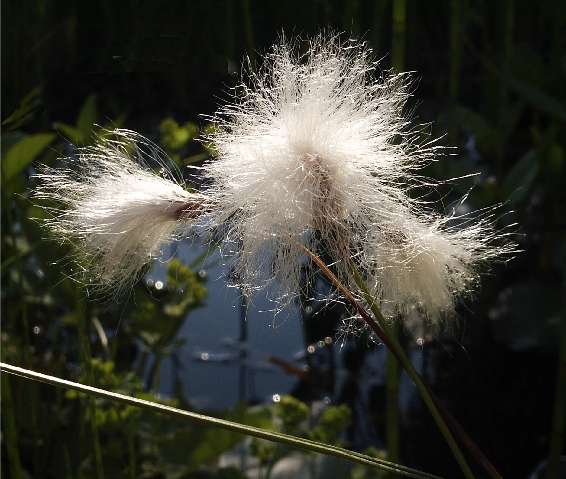 Close-up of fluffy white seed heads of Common Cottongrass (Eriophorum angustifolium) against a dark, out-of-focus background of greenery and water.