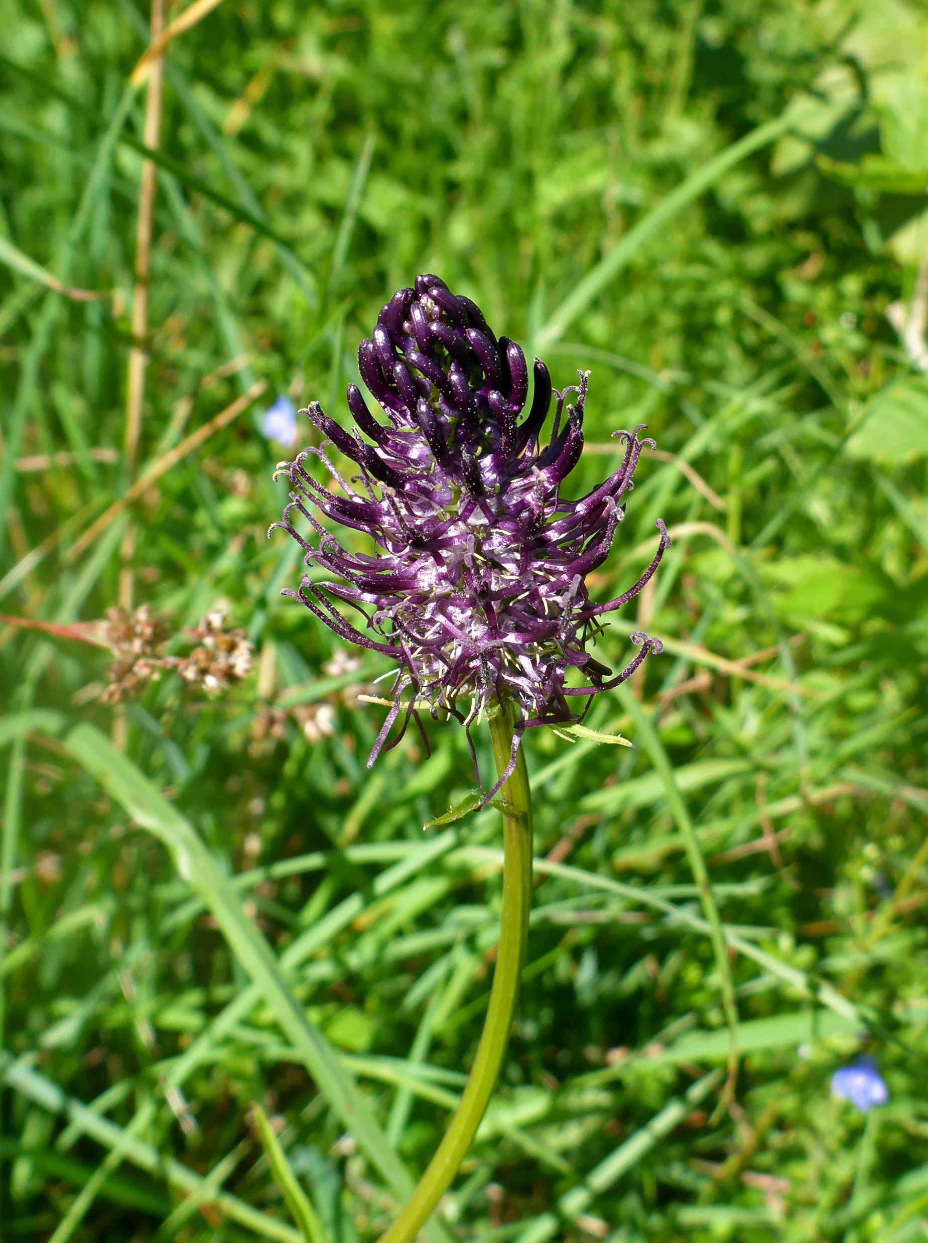 A single, dark purple Black Rampion flower head on a green stem, centered against a blurred background of green meadow grasses.