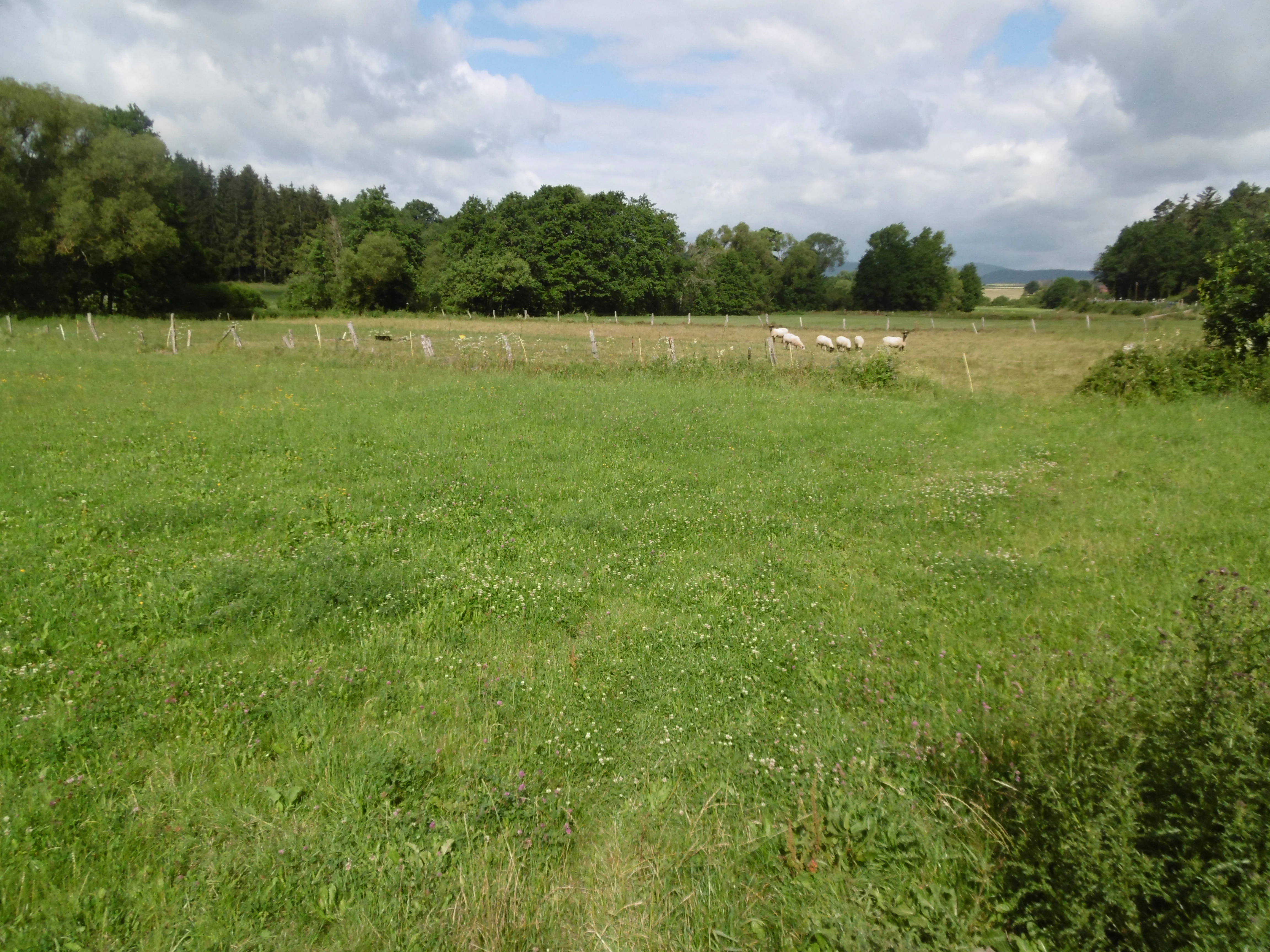 Una vista amplia de un prado verde en el valle de Orketal con una hilera de árboles al fondo y varias ovejas pastando en la distancia.