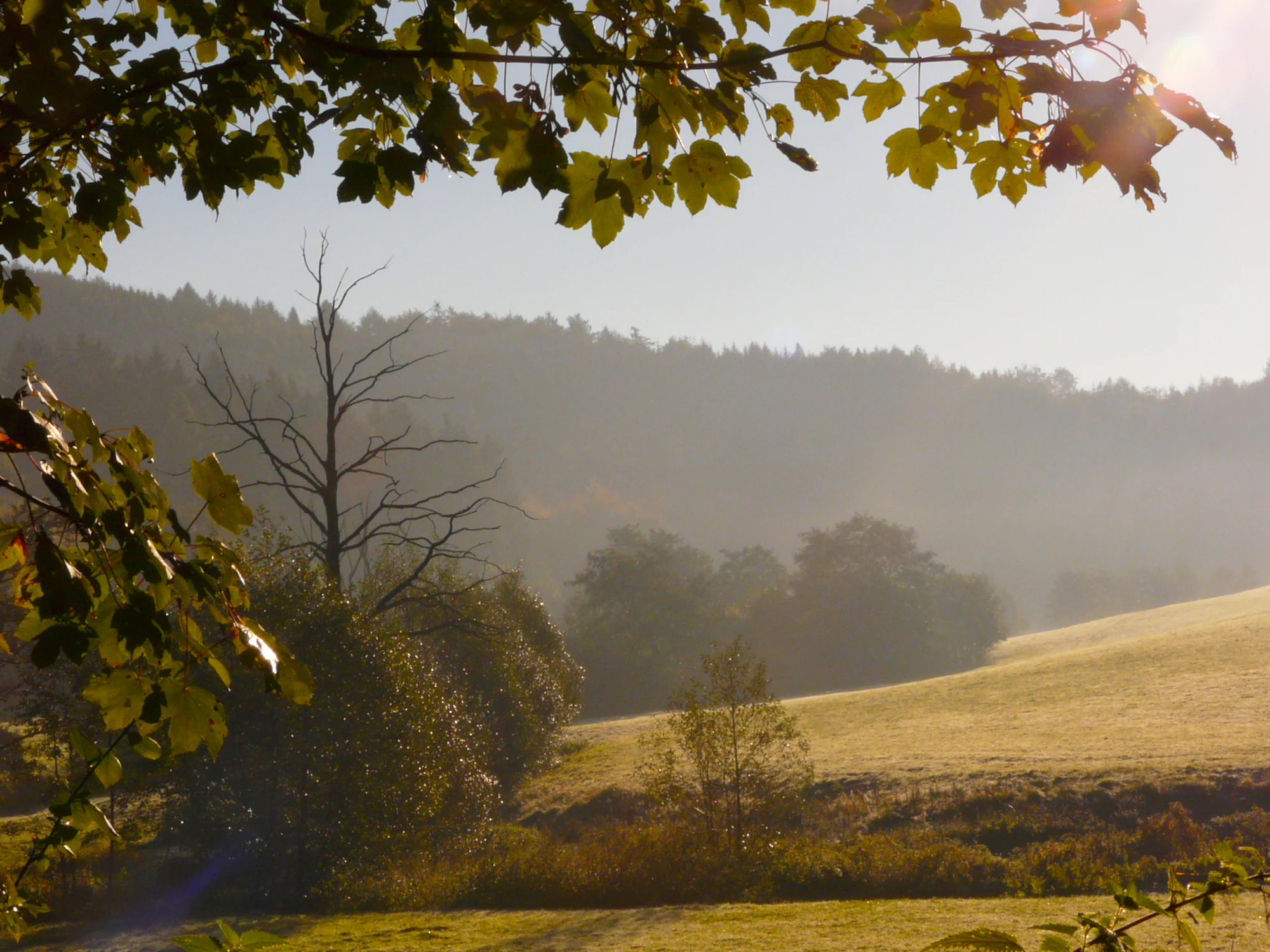 A hazy, sunlit view of a rural valley with rolling grassland, a mix of dense forest, and a lone bare tree in the middle ground, framed by overhanging maple branches.