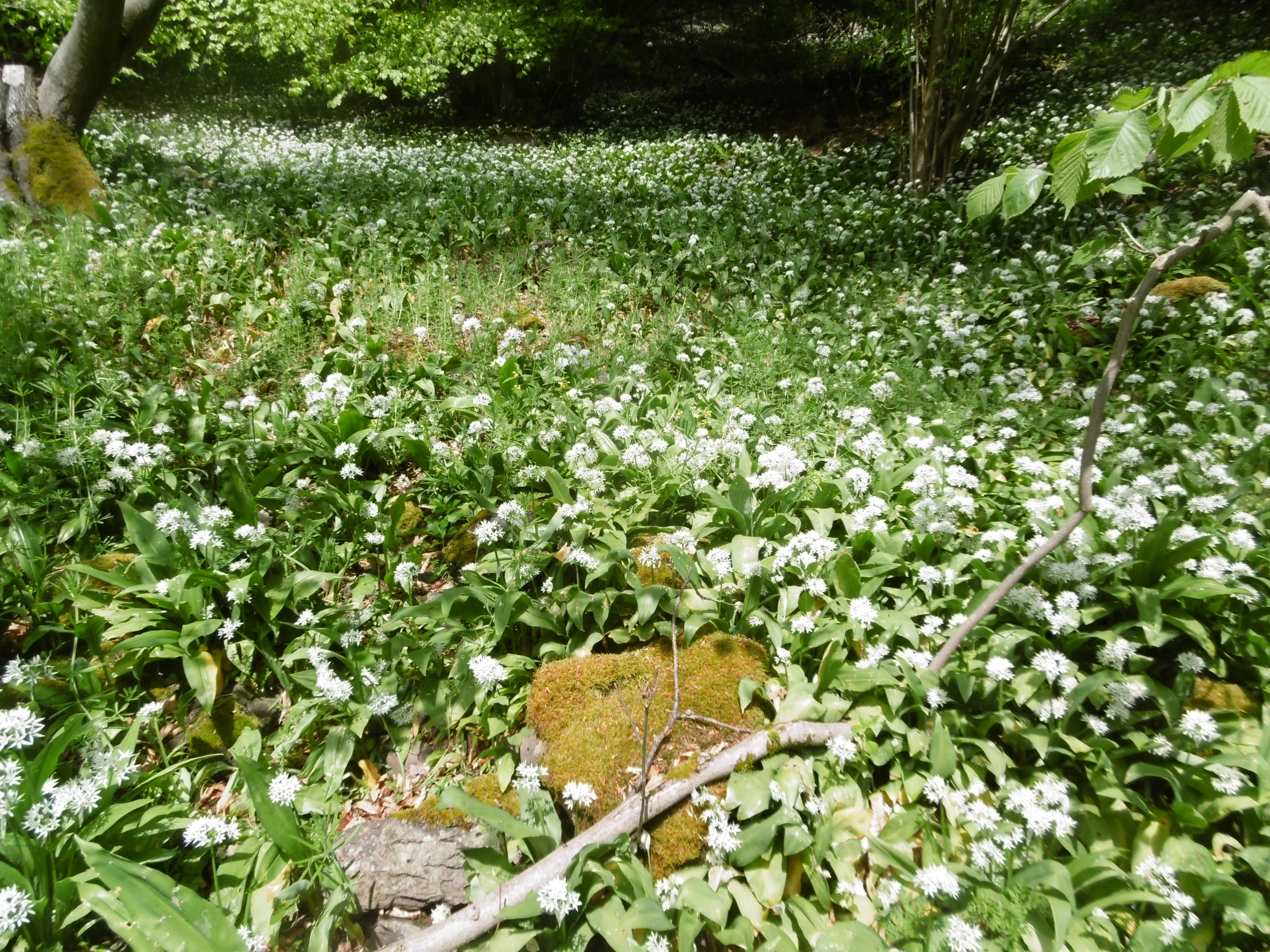 A wide patch of white-flowered wild garlic plants covering the forest floor in spring.
