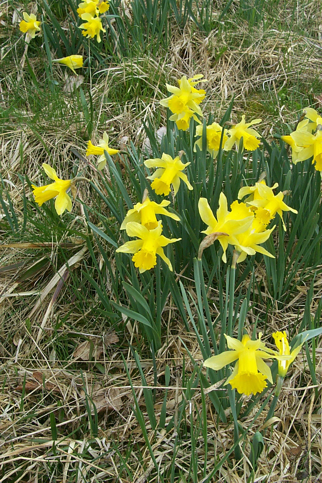 A cluster of yellow wild daffodils in bloom growing in a grassy meadow.