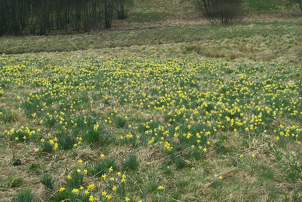 A wide shot of a sloping meadow filled with many small yellow wild daffodils amidst green and dried grasses, with a line of dark trees in the background.