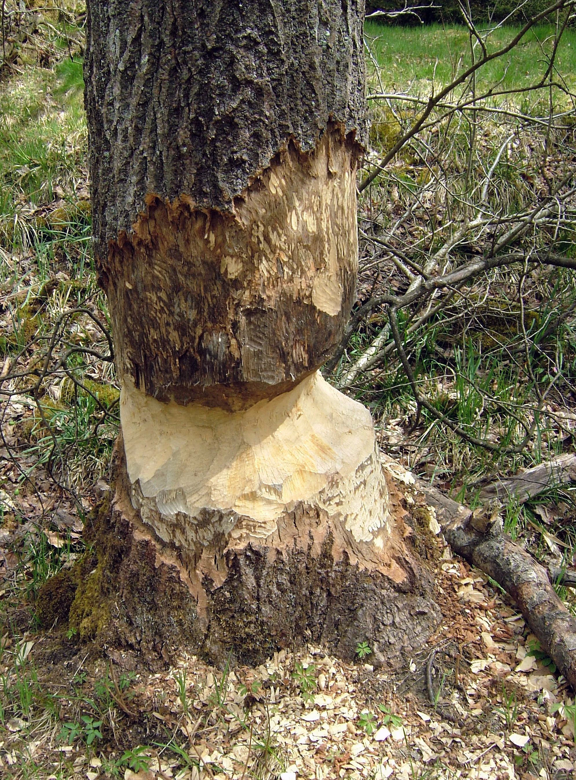 A close up view of a tree trunk showing heavy gnaw marks made by a beaver, with wood chips scattered at the base.