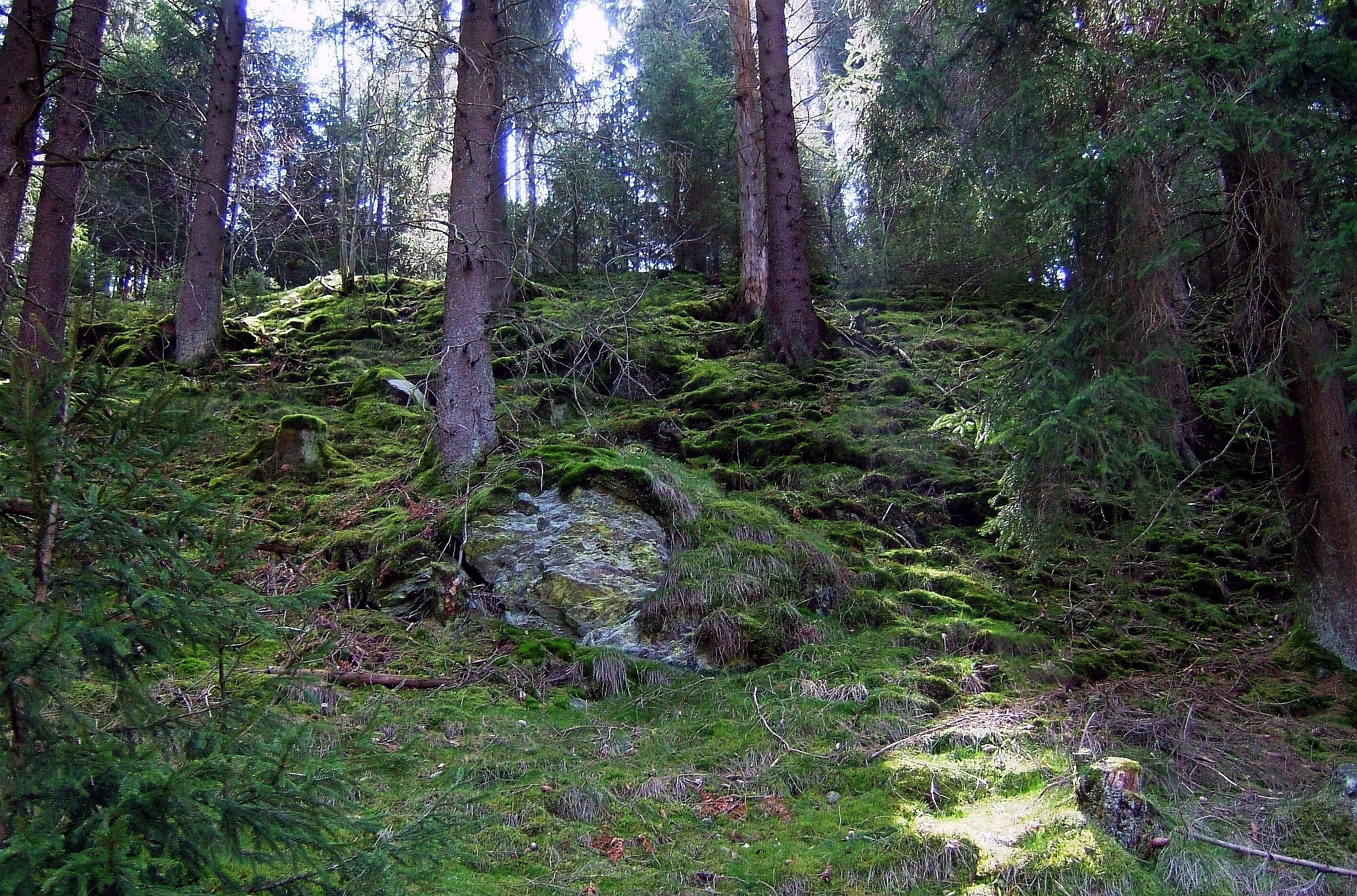 A sloped forest floor covered in green moss with tall coniferous trees and a large exposed rock formation.