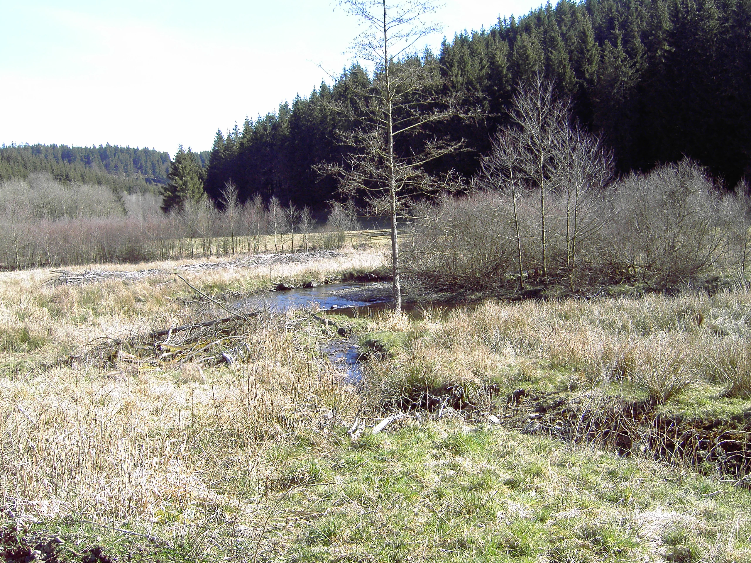 A small, winding river flowing through a grassy meadow with a dense coniferous forest in the background.