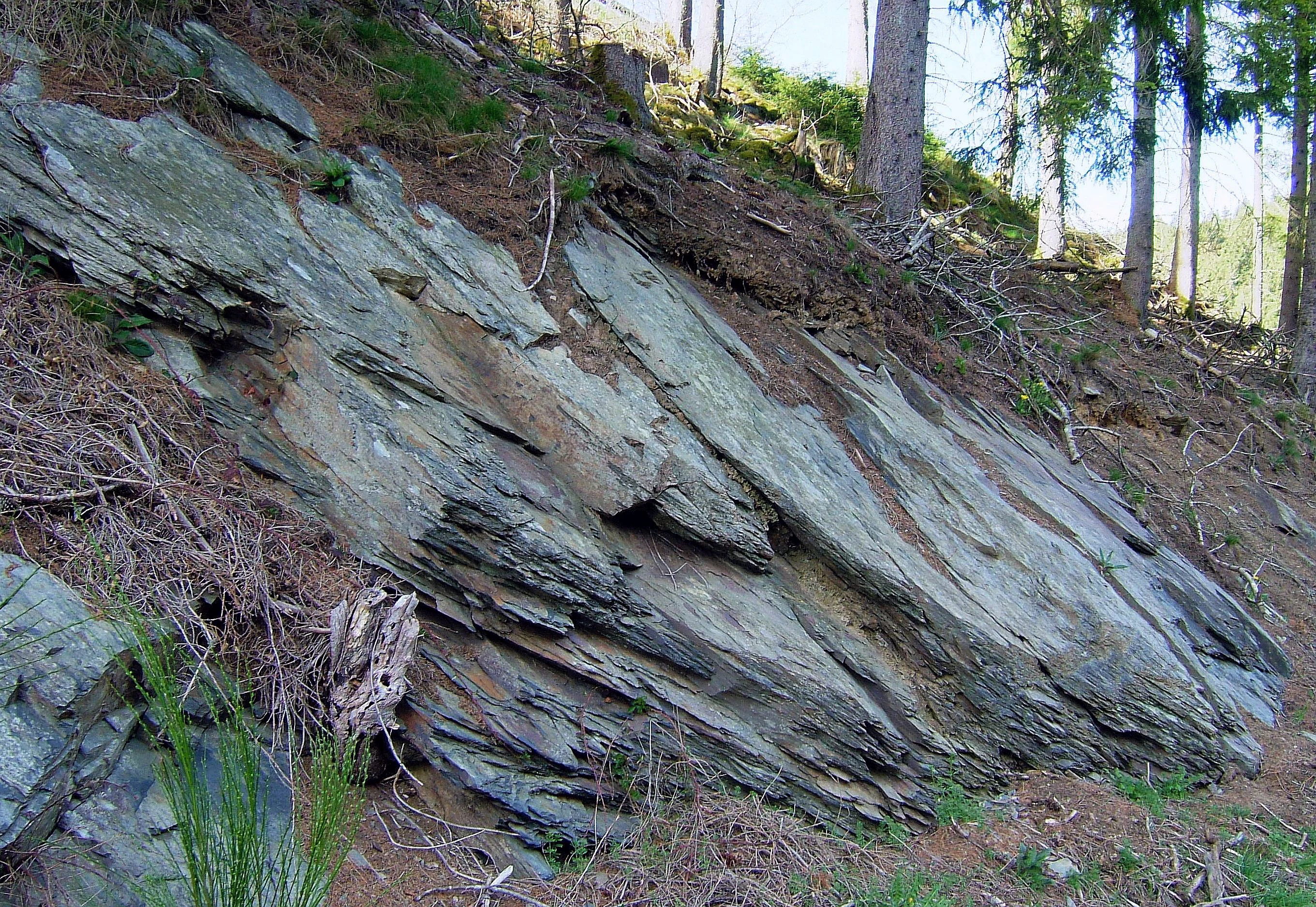 A close view of a layered clay slate rock formation emerging from a forested hillside.