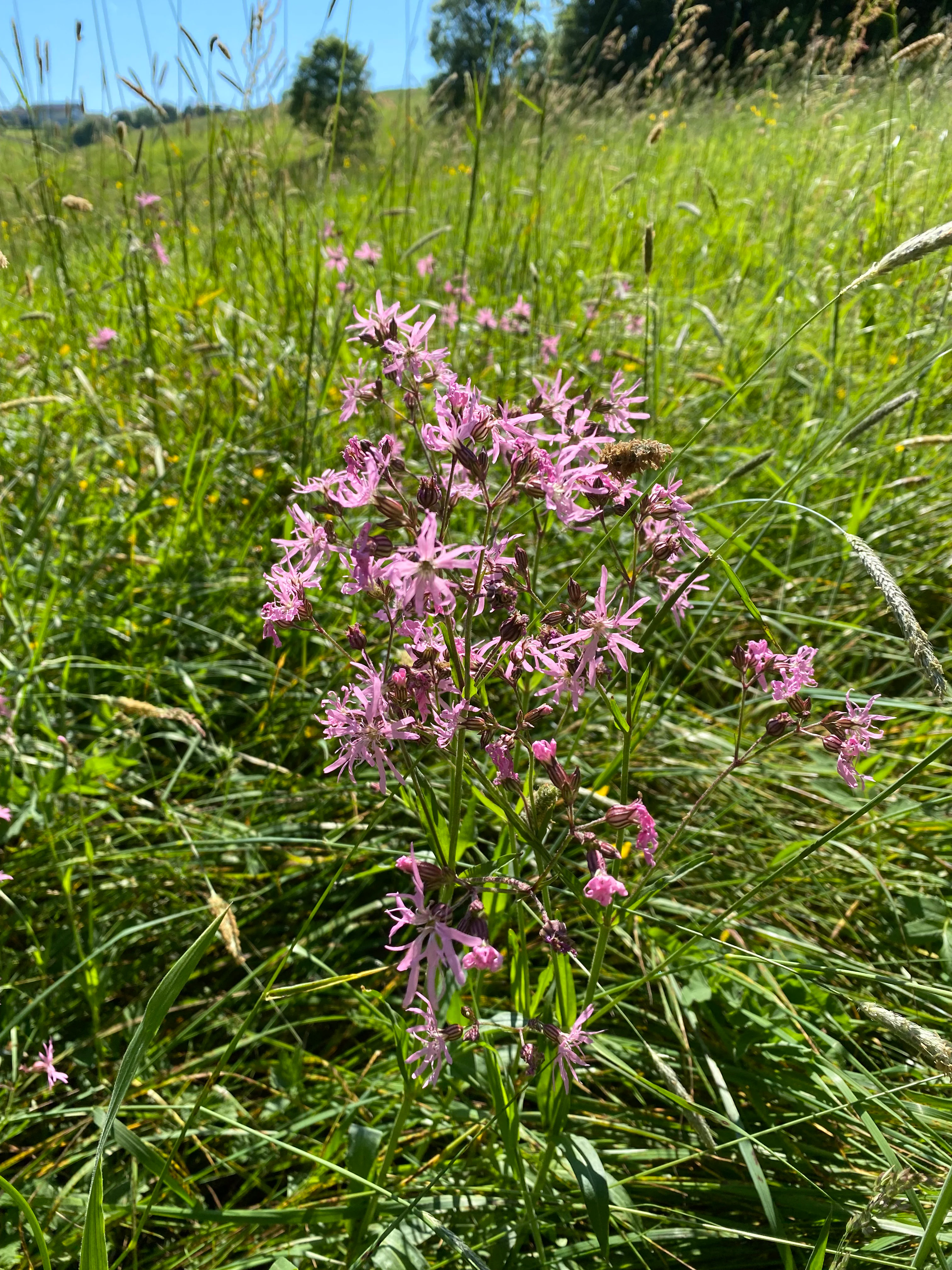 A cluster of pink, fringed ragged robin flowers growing in a sunny, green grassy meadow.