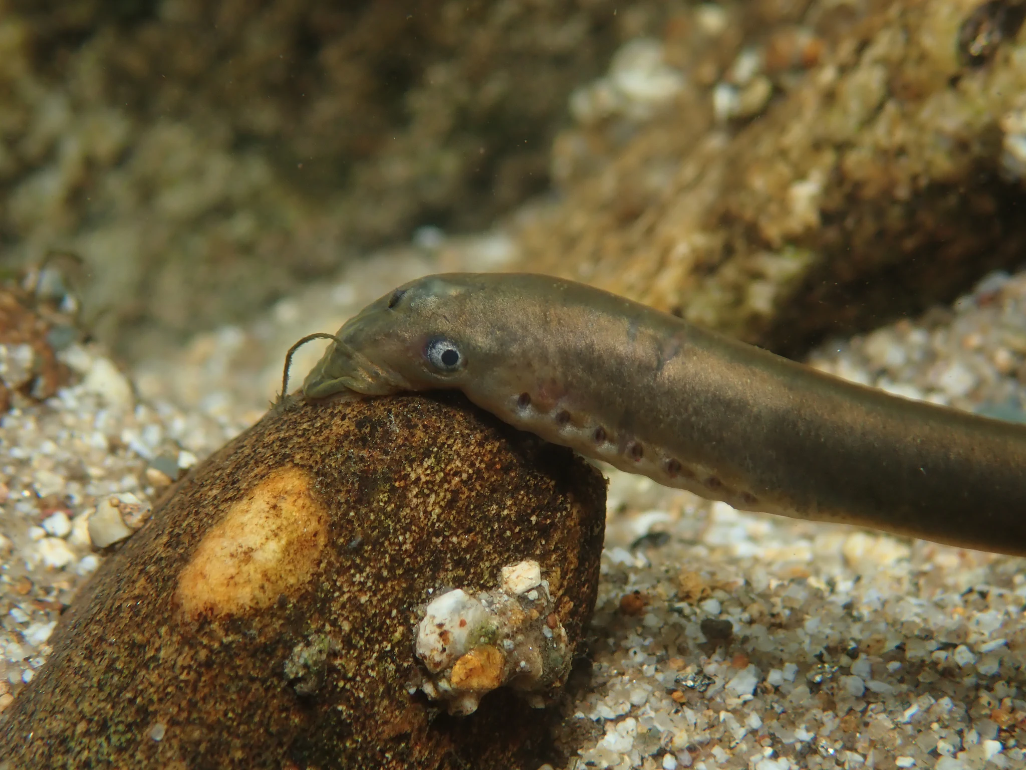 A close-up view of a European brook lamprey resting on a small, smooth, dark stone in a sandy and gravelly streambed.