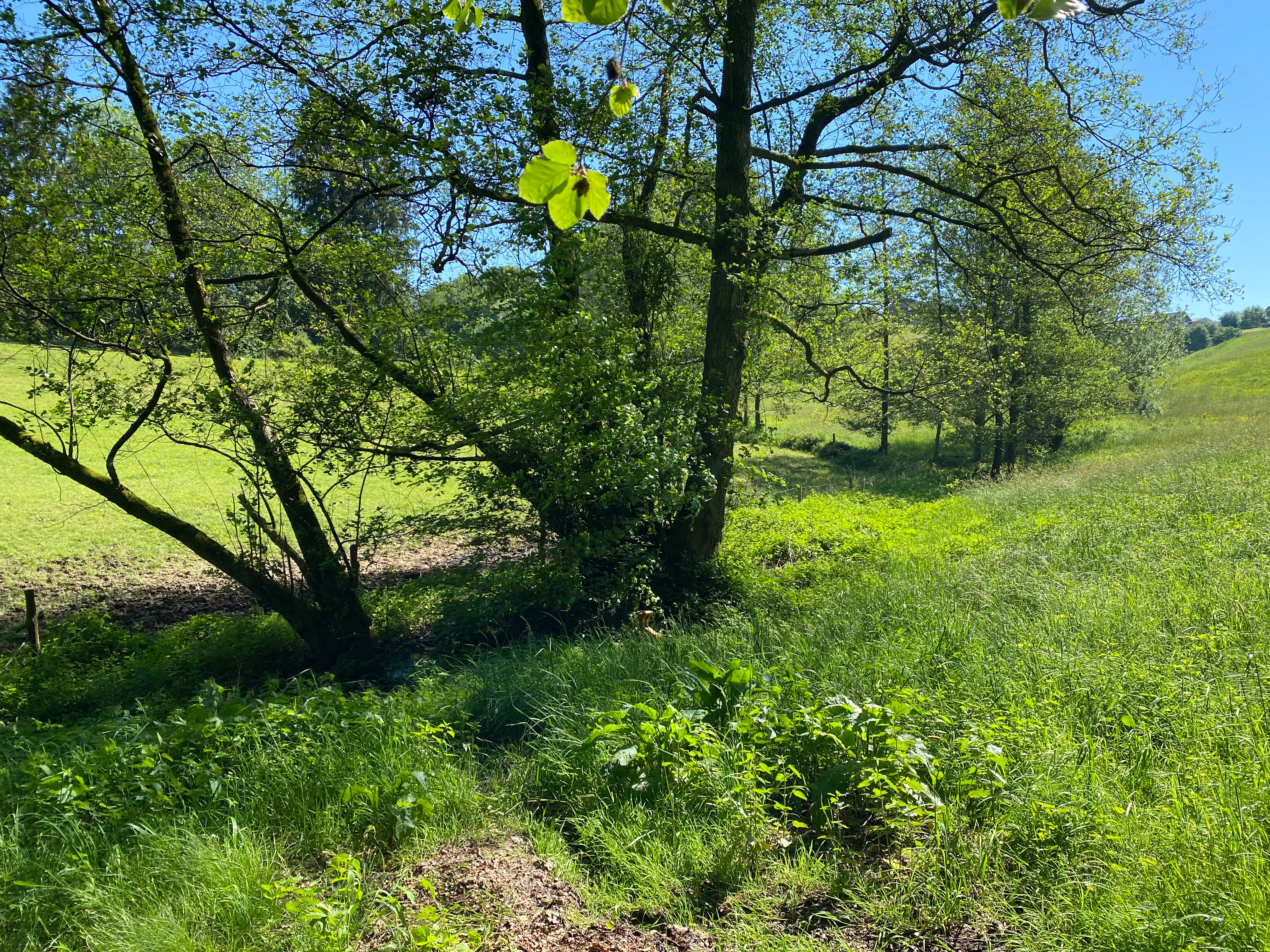 A sunny, green grassy valley with mature deciduous trees and a small stream hidden in the vegetation.