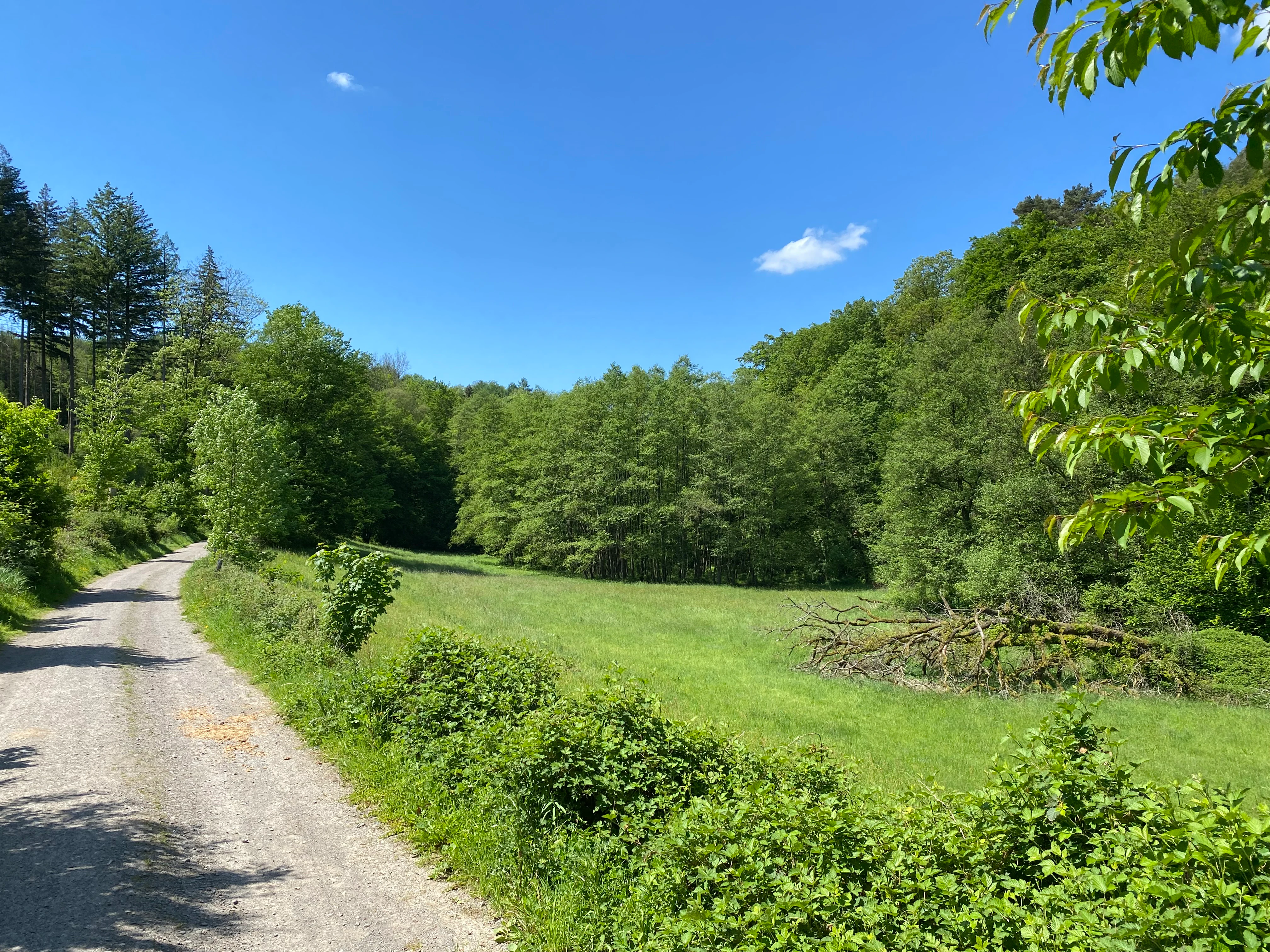 A gravel trail leads along the edge of a vibrant green meadow toward a dense deciduous forest under a clear blue sky.