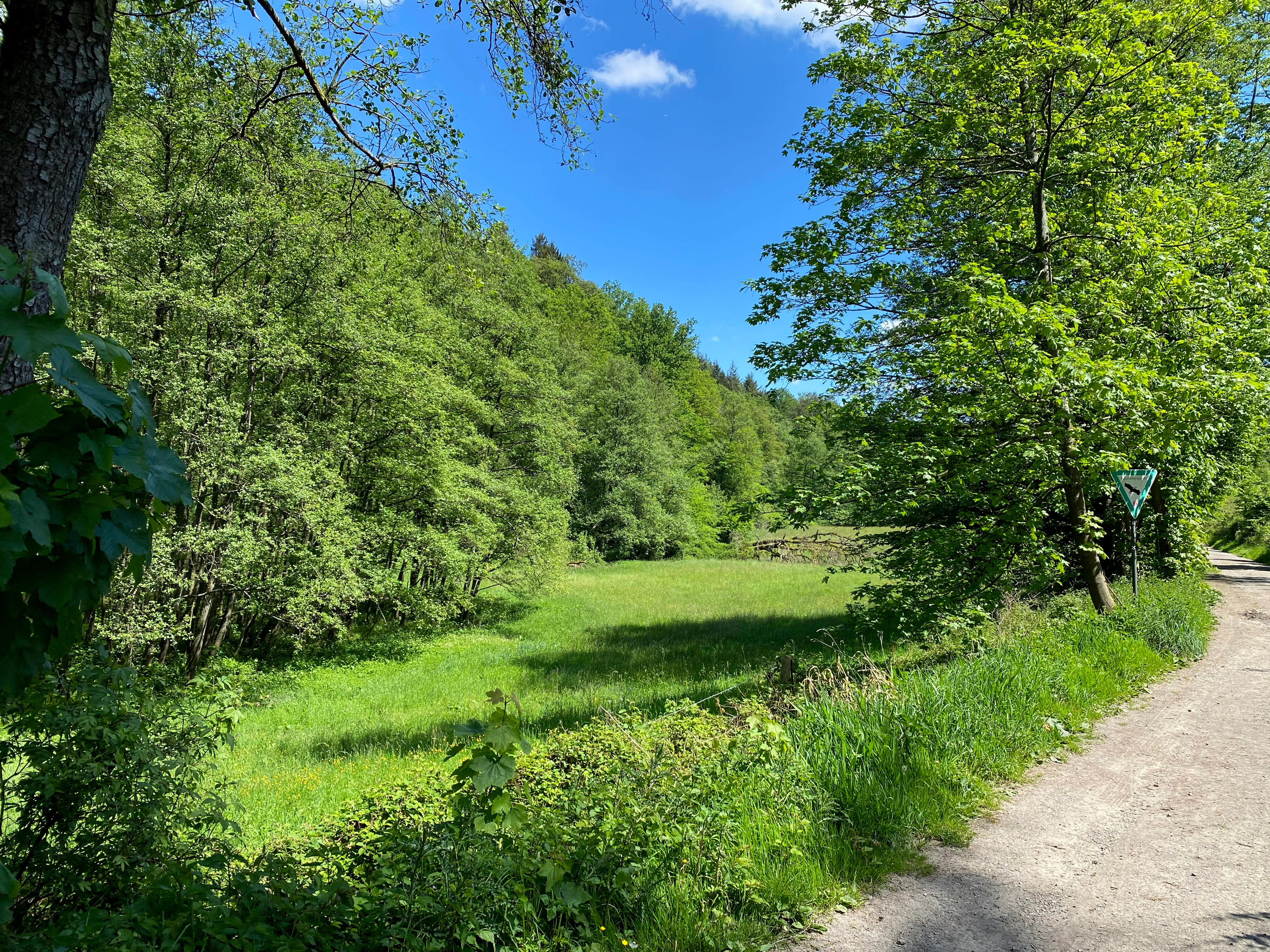 A dirt hiking trail runs along the right side of a sunlit green meadow, bordered by dense deciduous forest under a clear blue sky.