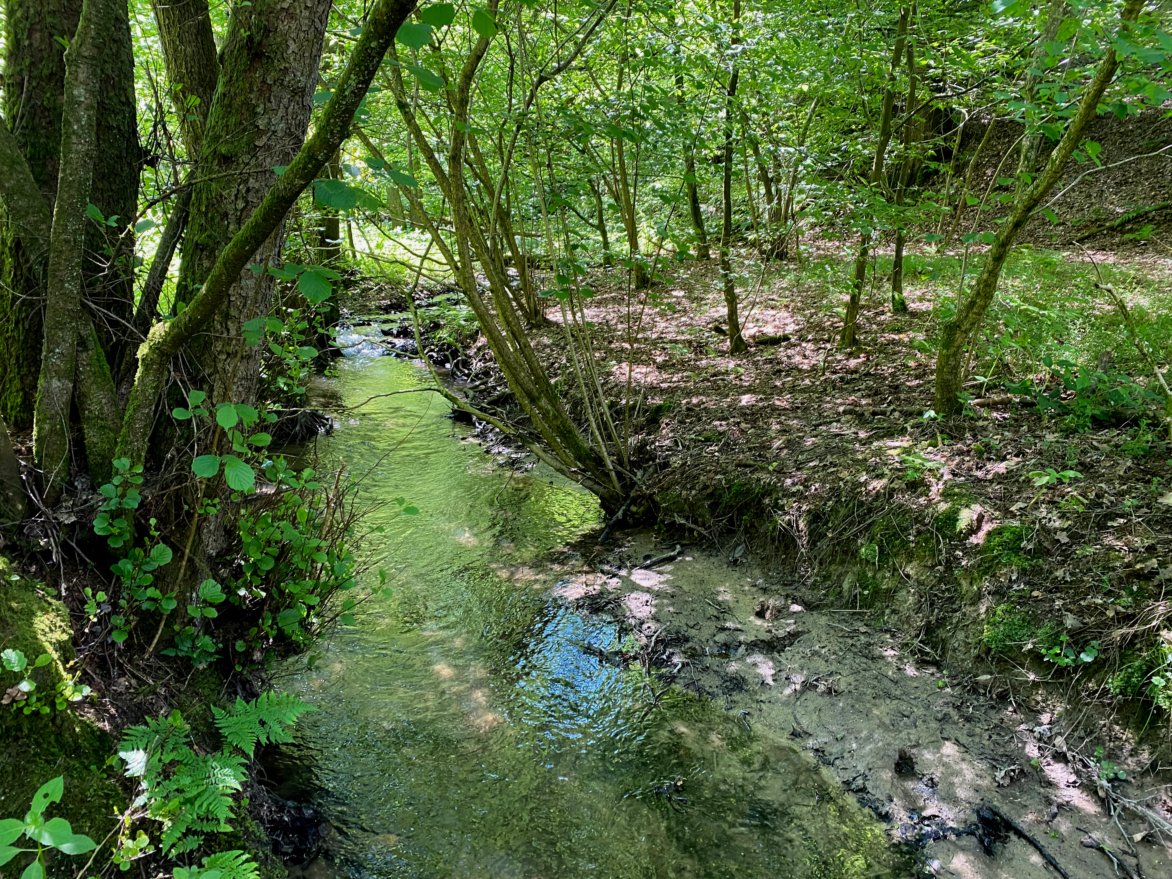 A small, clear stream winds through a green, deciduous forest in the Pfengstbach valley, with trees leaning over the water and a muddy bank visible.