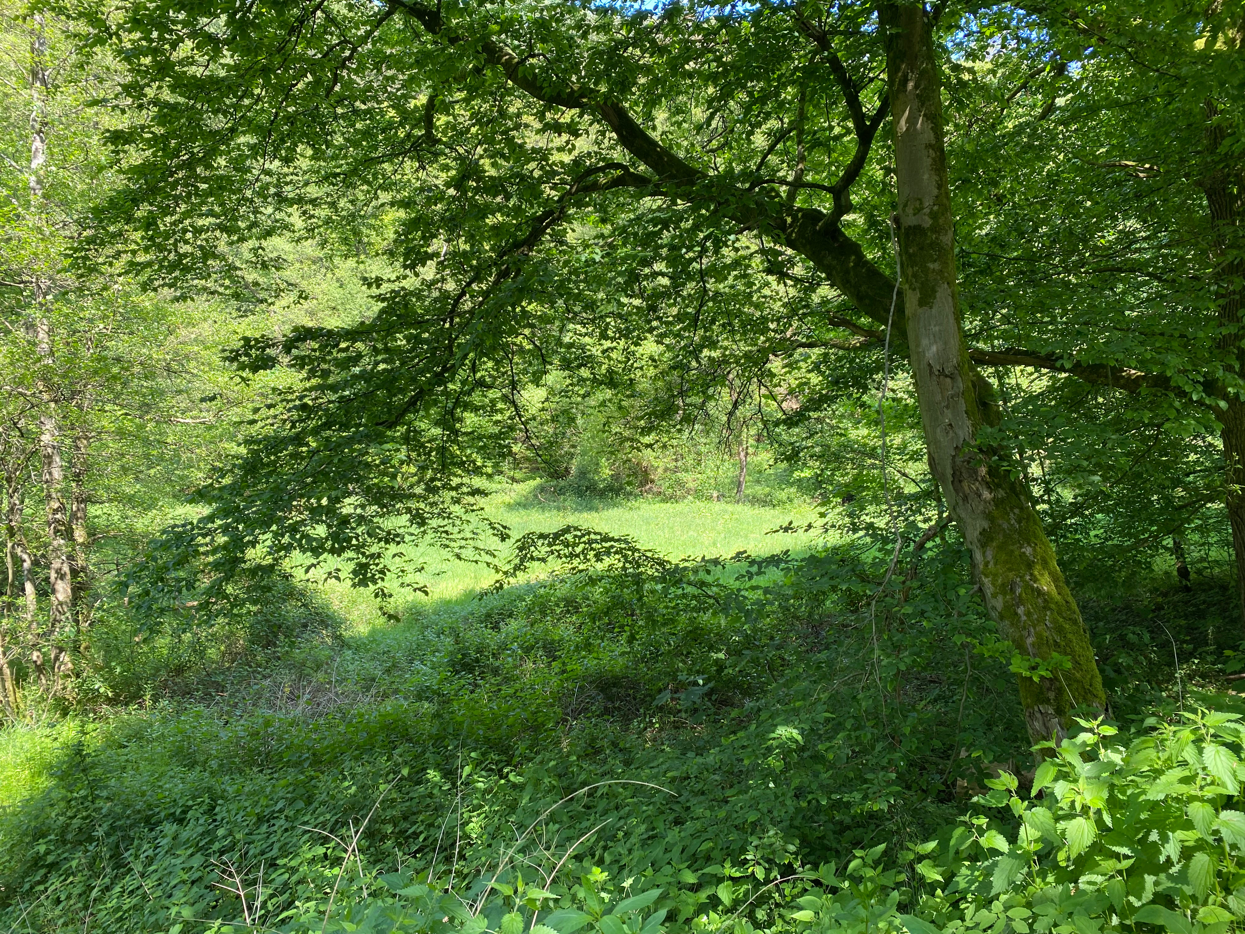 A view looking into a bright green, grassy clearing framed by a canopy of mature, leafy trees in a forest.