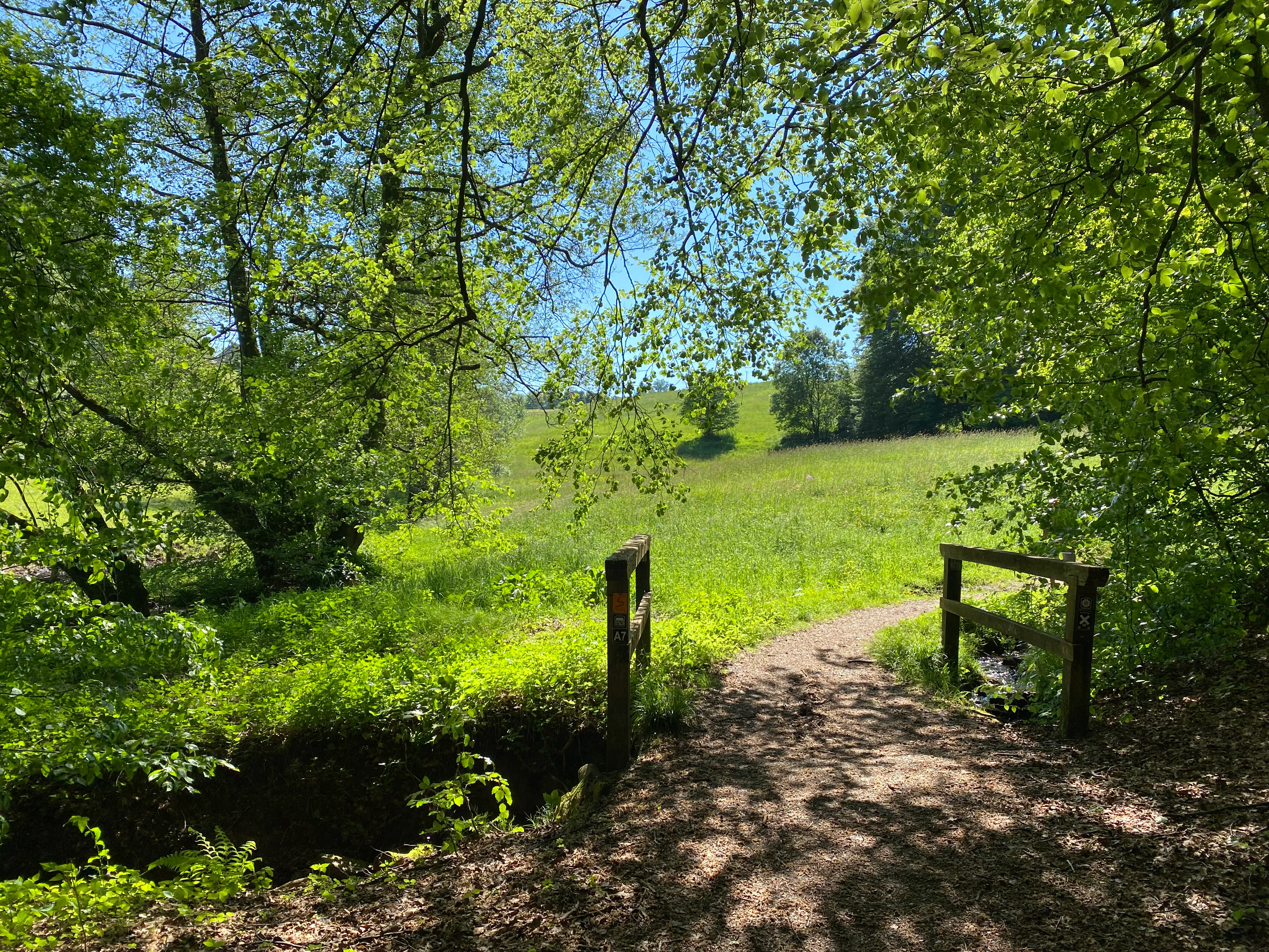 A dirt hiking trail leads across a small wooden footbridge over a stream, surrounded by lush green trees and an open meadow in the background under a blue sky.