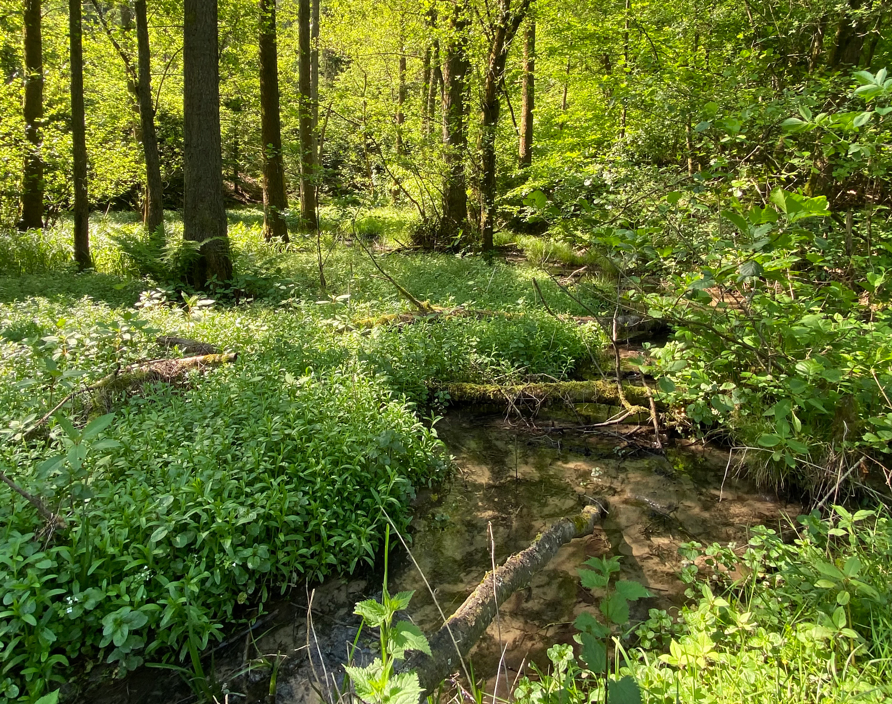 A small stream flowing through a lush, green woodland area with dense ground vegetation and fallen logs in the water.