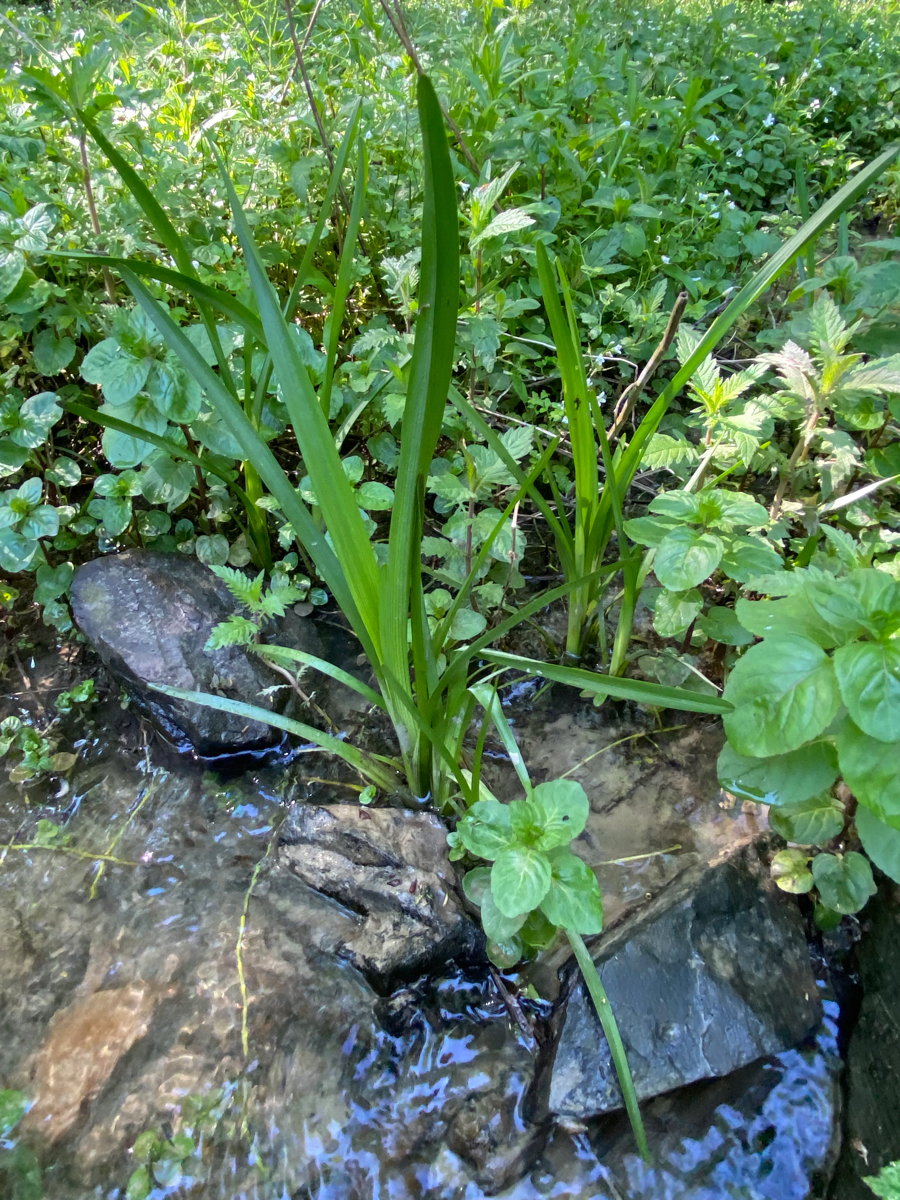 A close-up view of green, sword-shaped leaves and various small broadleaf plants growing directly out of shallow, clear water near dark, wet stones.