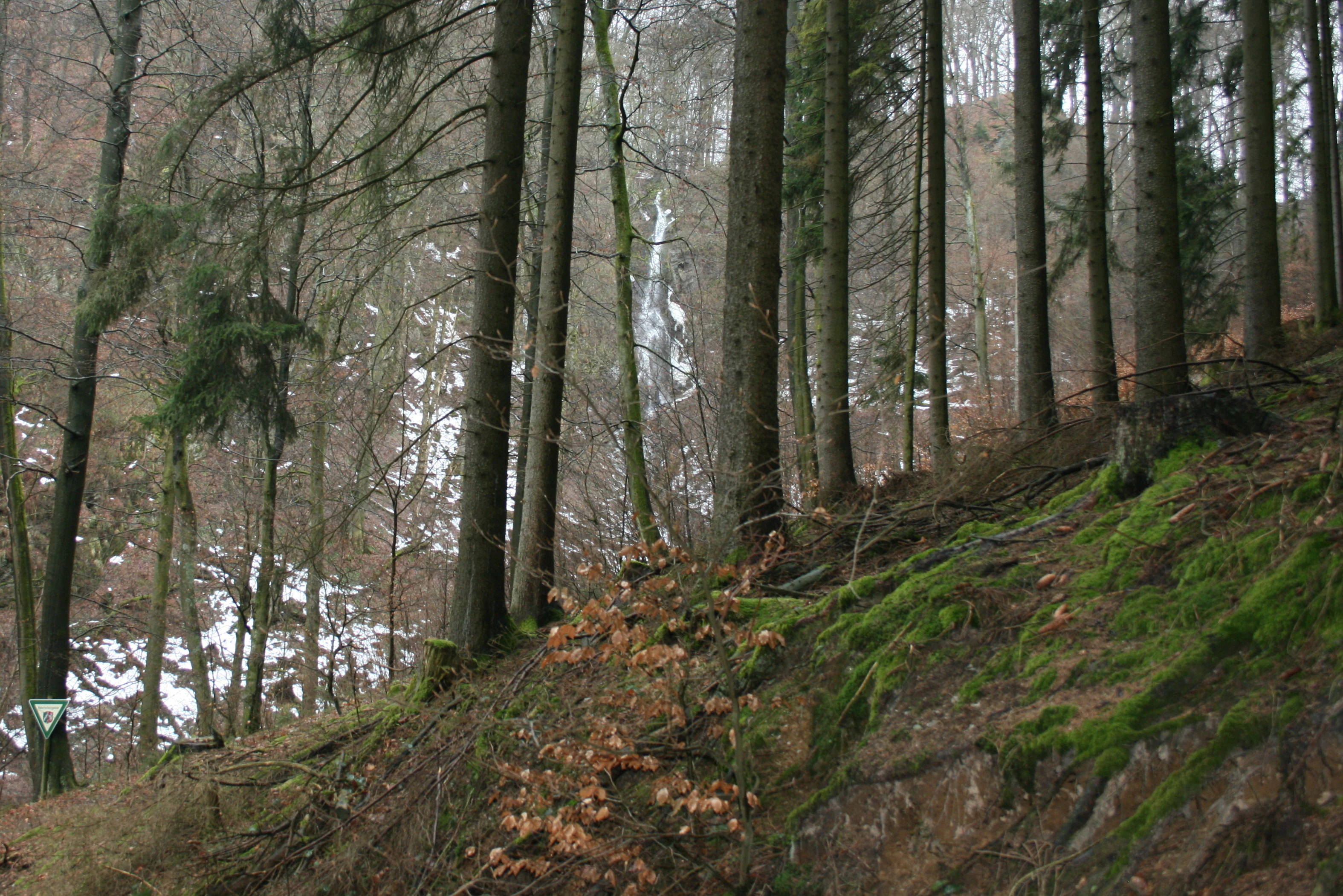 A forest scene looking up a mossy, steep hillside with tall trees, with a narrow waterfall visible in the distance through the trunks.