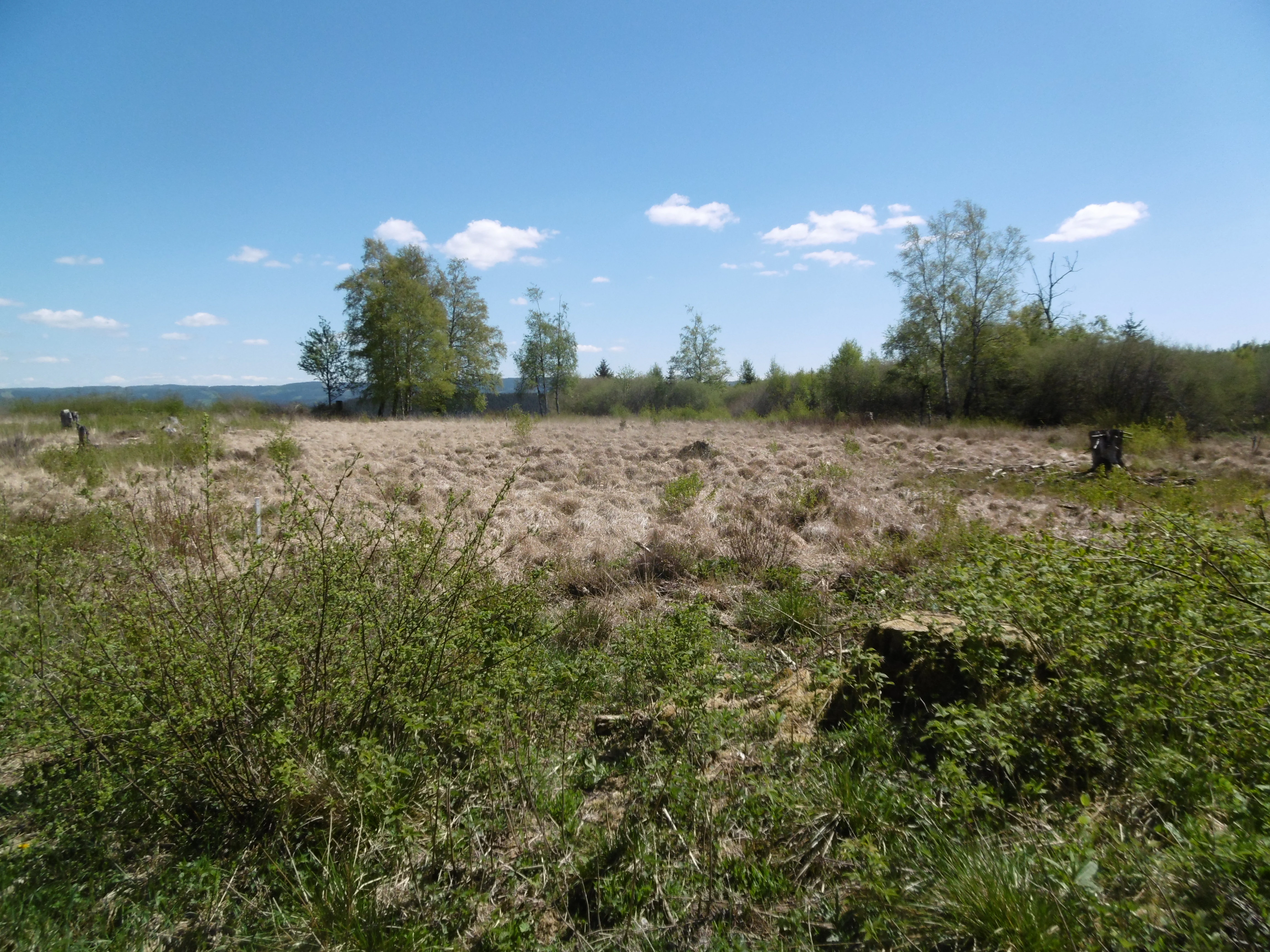 A wide, open moorland area with tan-colored grasses, surrounded by scattered deciduous trees under a clear blue sky.