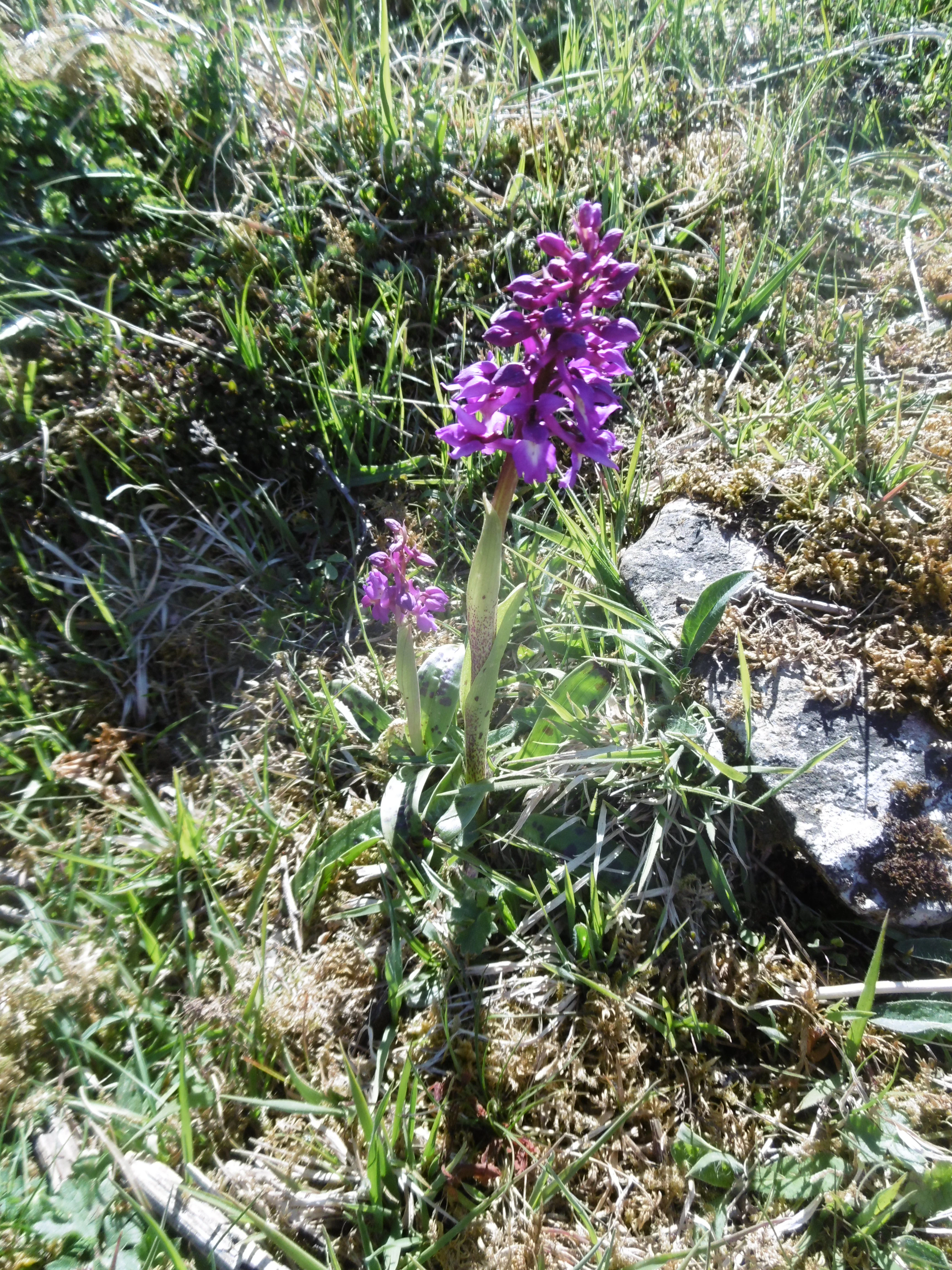 A purple orchid flower spike growing among grass and moss on rocky ground in a nature reserve