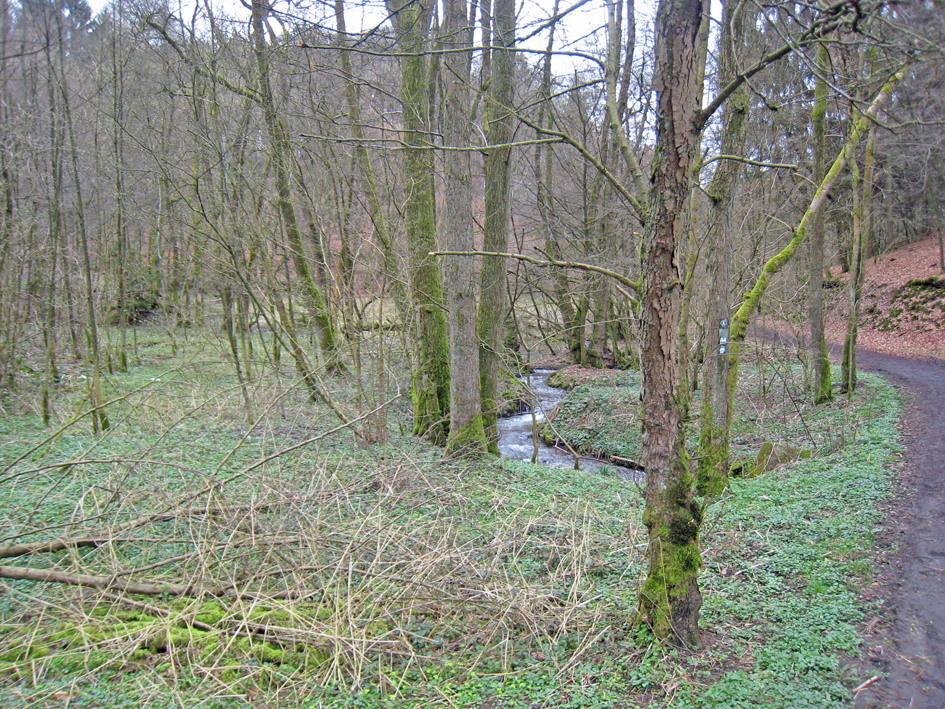 A small, winding stream flows through a deciduous forest with moss-covered trees and a dirt trail bordering the right side of the scene.