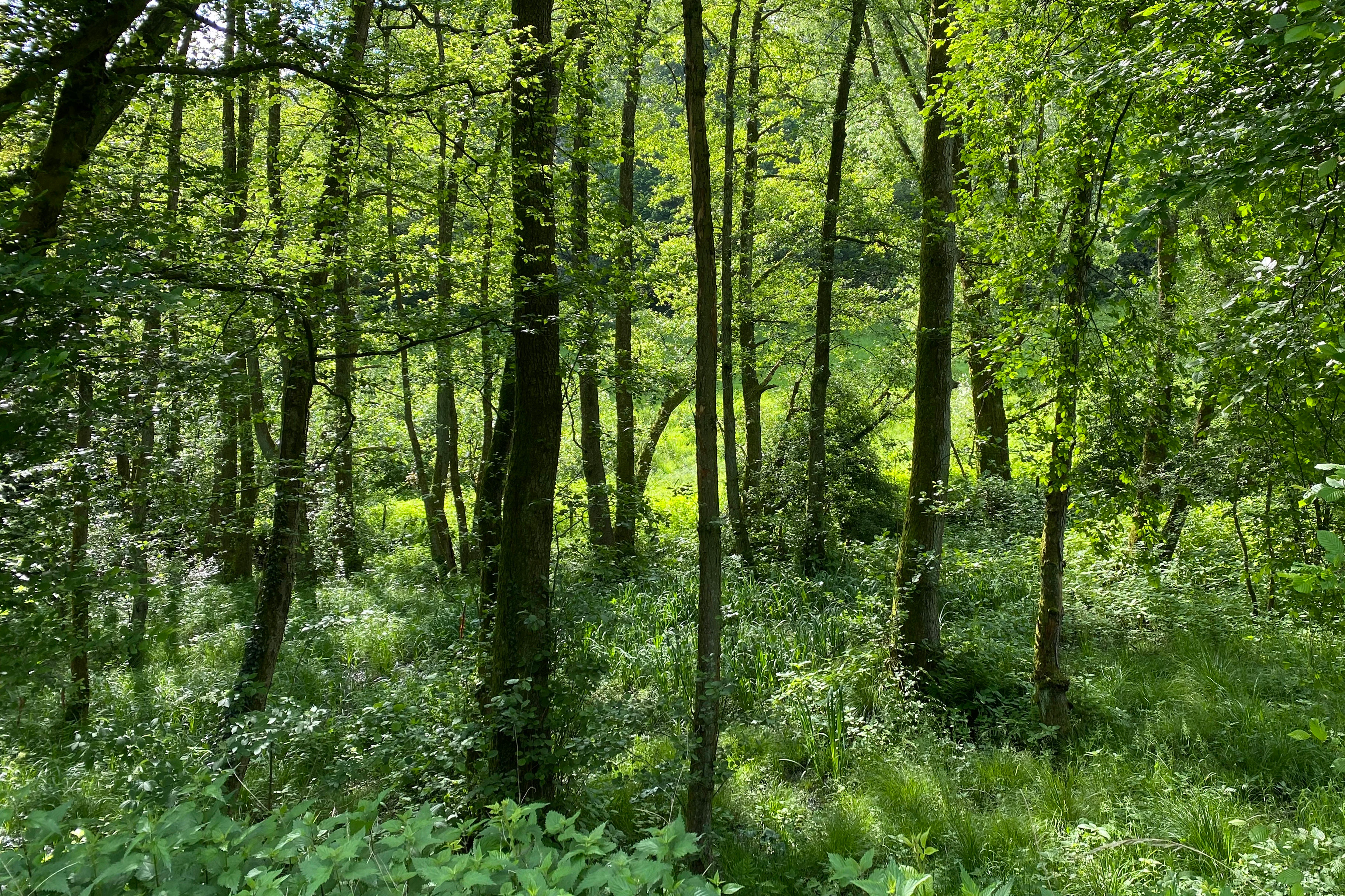 A dense, sunlit alluvial forest with slender deciduous trees and vibrant green undergrowth in a valley setting.