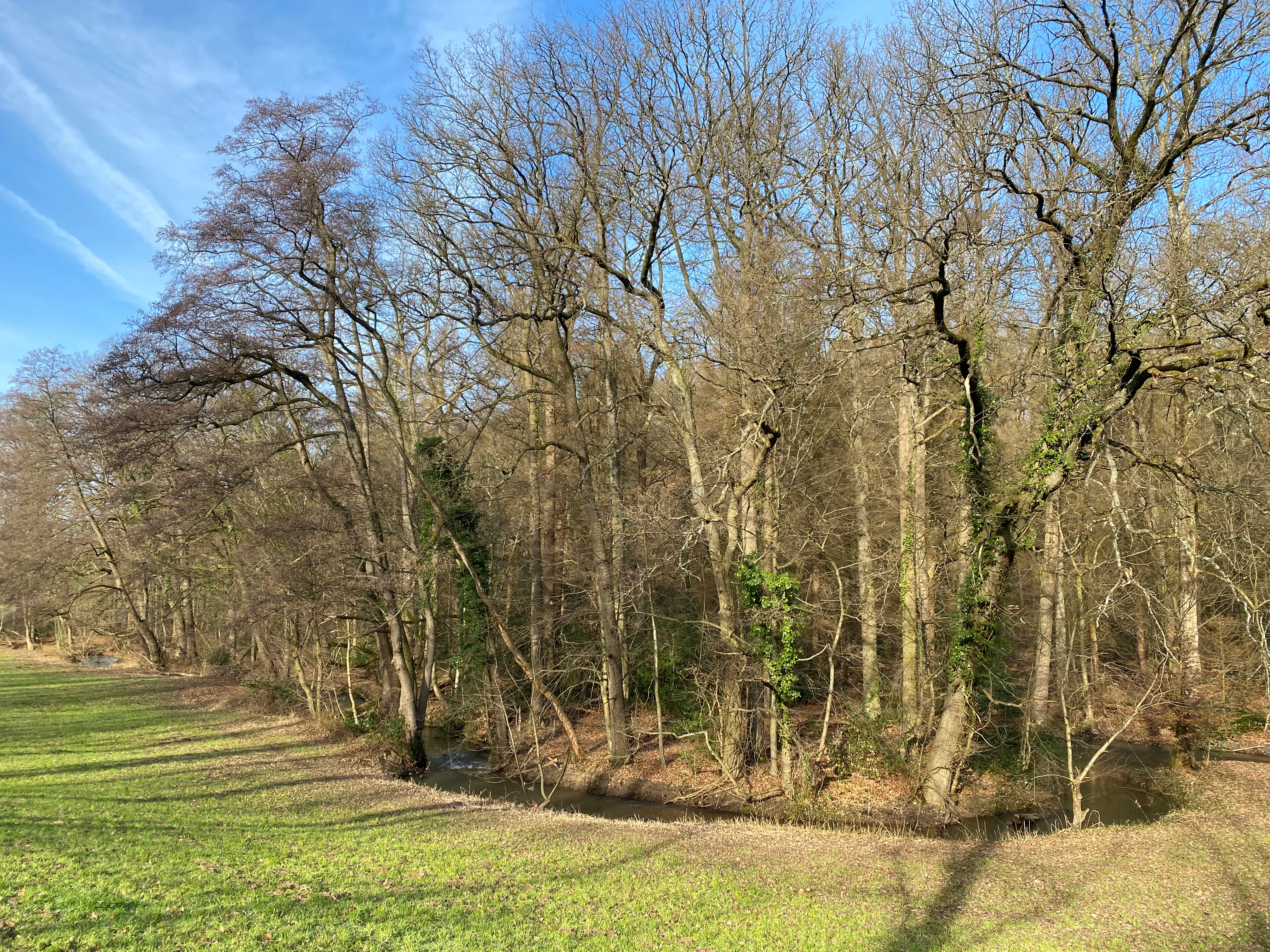 A small stream flowing past a line of bare deciduous trees at the edge of a green meadow in early spring.