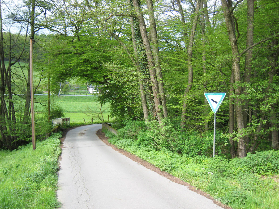 A narrow paved road curves through a dense green forest, with a green and white triangular traffic sign standing on the right edge of the road.