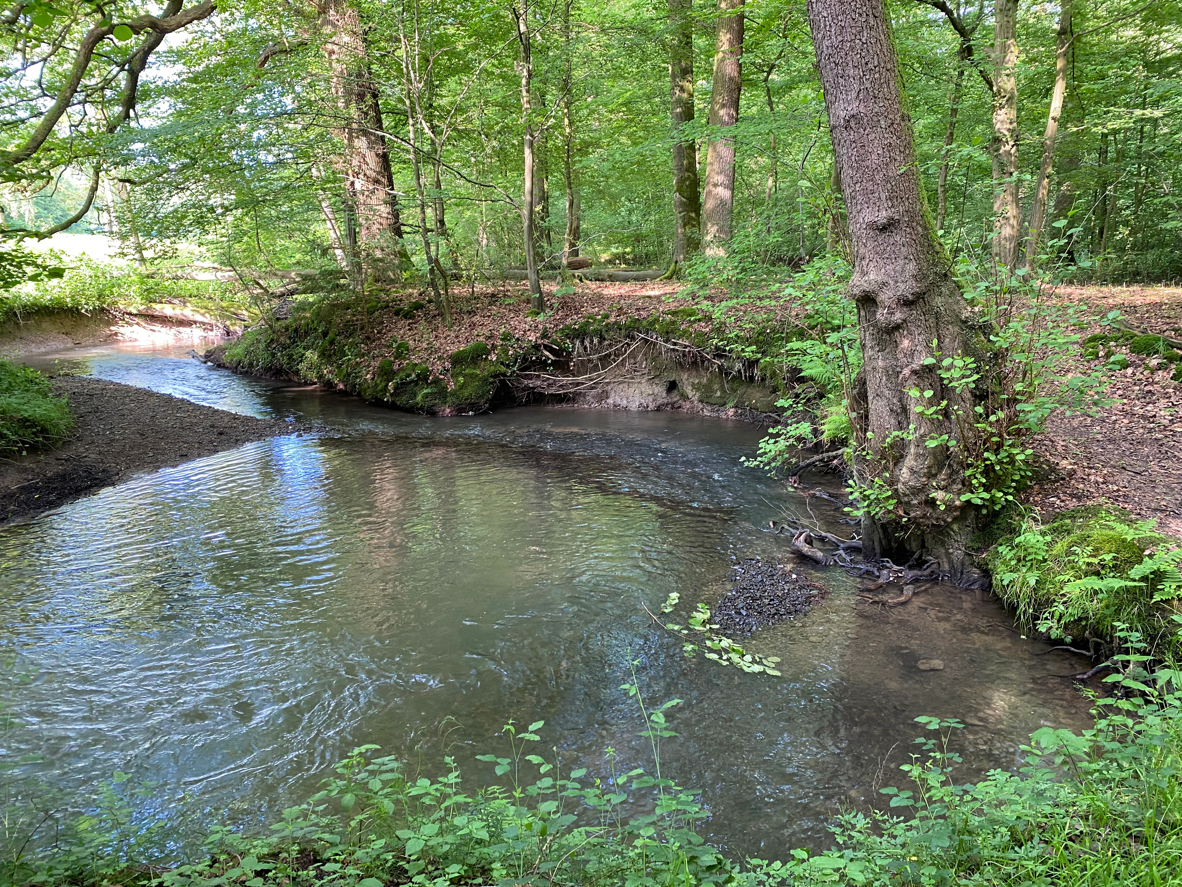 A peaceful, narrow stream flowing through a lush deciduous forest with a prominent tree trunk on the right bank.