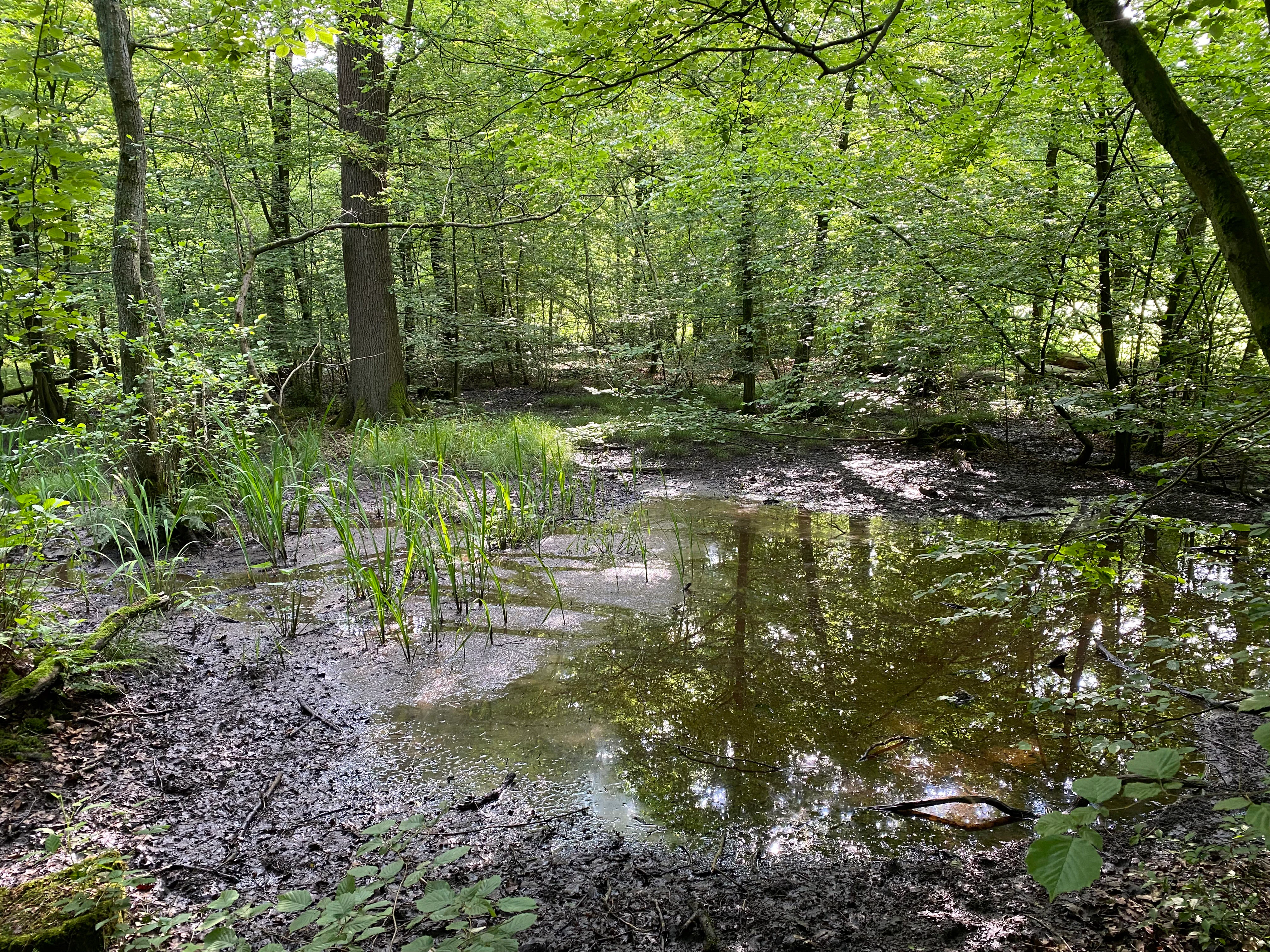 A small pool of water surrounded by muddy ground and dense green forest foliage in the Scherfbachtal nature reserve.