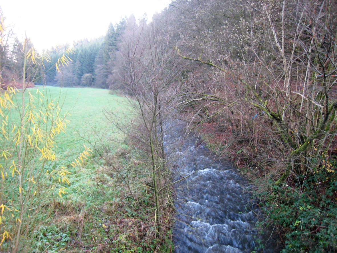 A view looking down at a small, flowing stream bordered by a green meadow on one side and a wooded bank on the other.