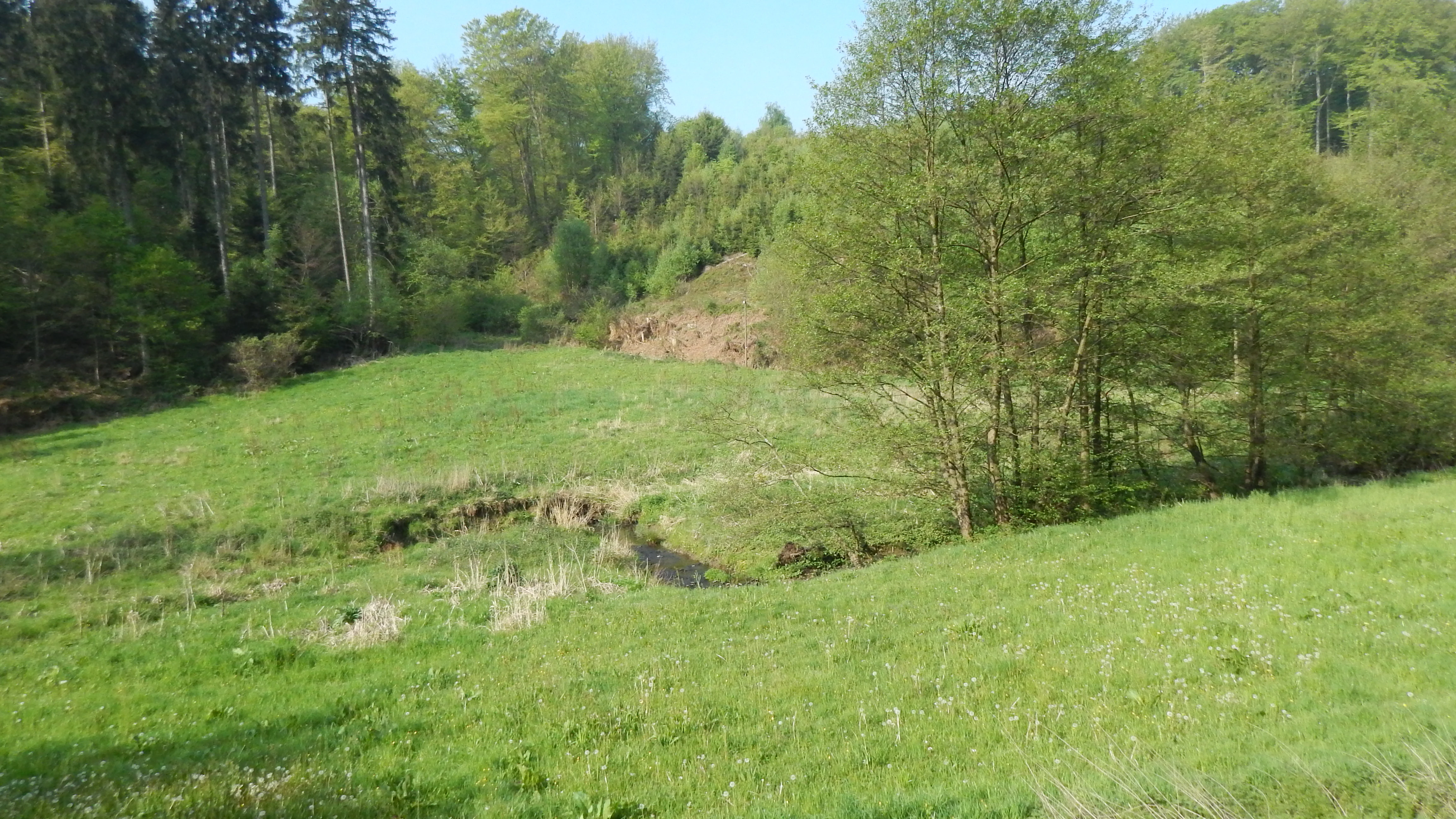 A small, narrow stream winds through a lush green meadow, bordered by a line of deciduous trees and a forest edge in the background.
