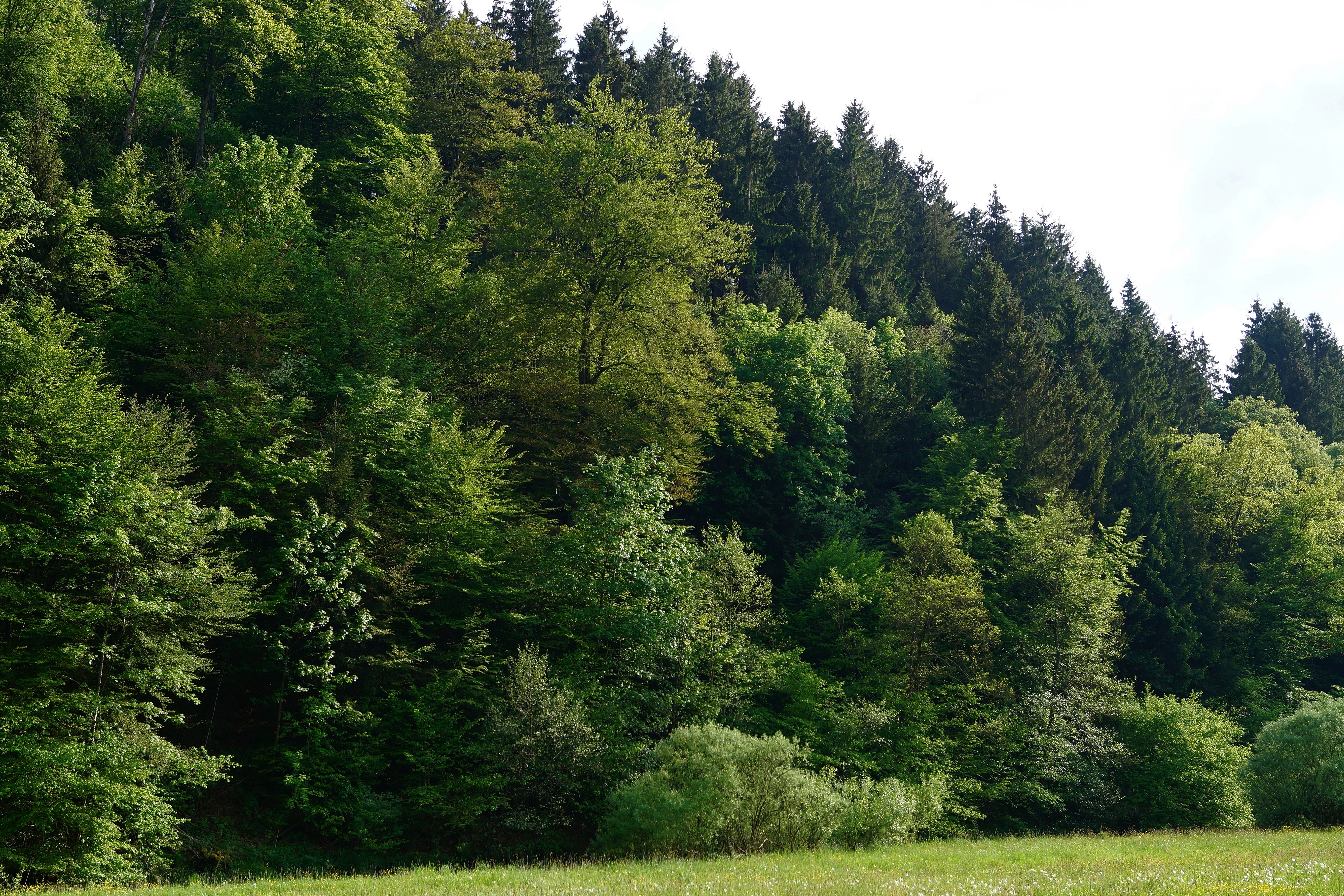 A thick forest with a mix of deciduous and coniferous trees covering a hillside above a grassy meadow.