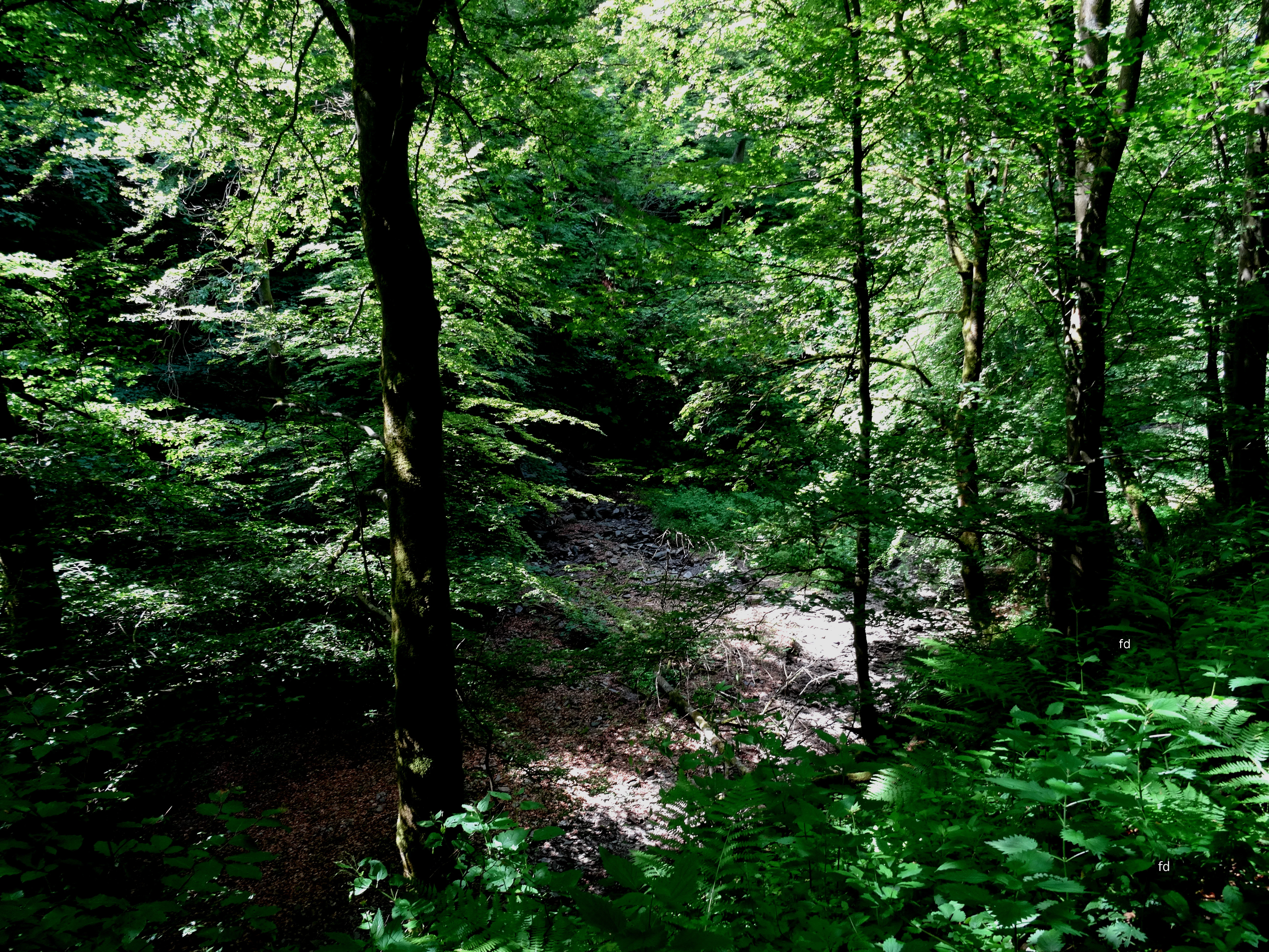A dense forest interior with tall trees, lush green canopy, and a rocky, shaded ground area suggesting a ravine.