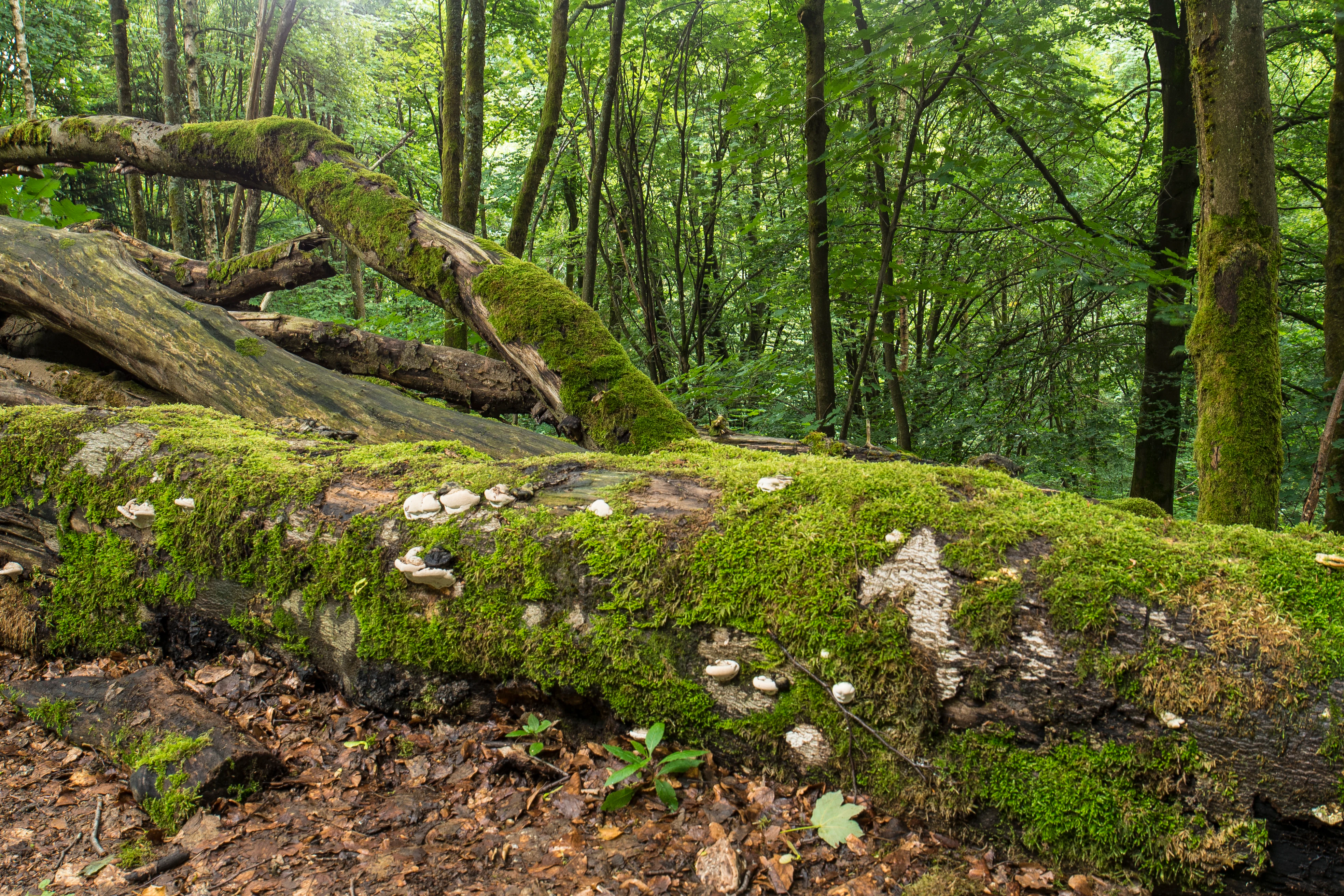 A fallen tree trunk covered in vibrant green moss and shelf fungi, resting on the forest floor in a lush deciduous woodland.