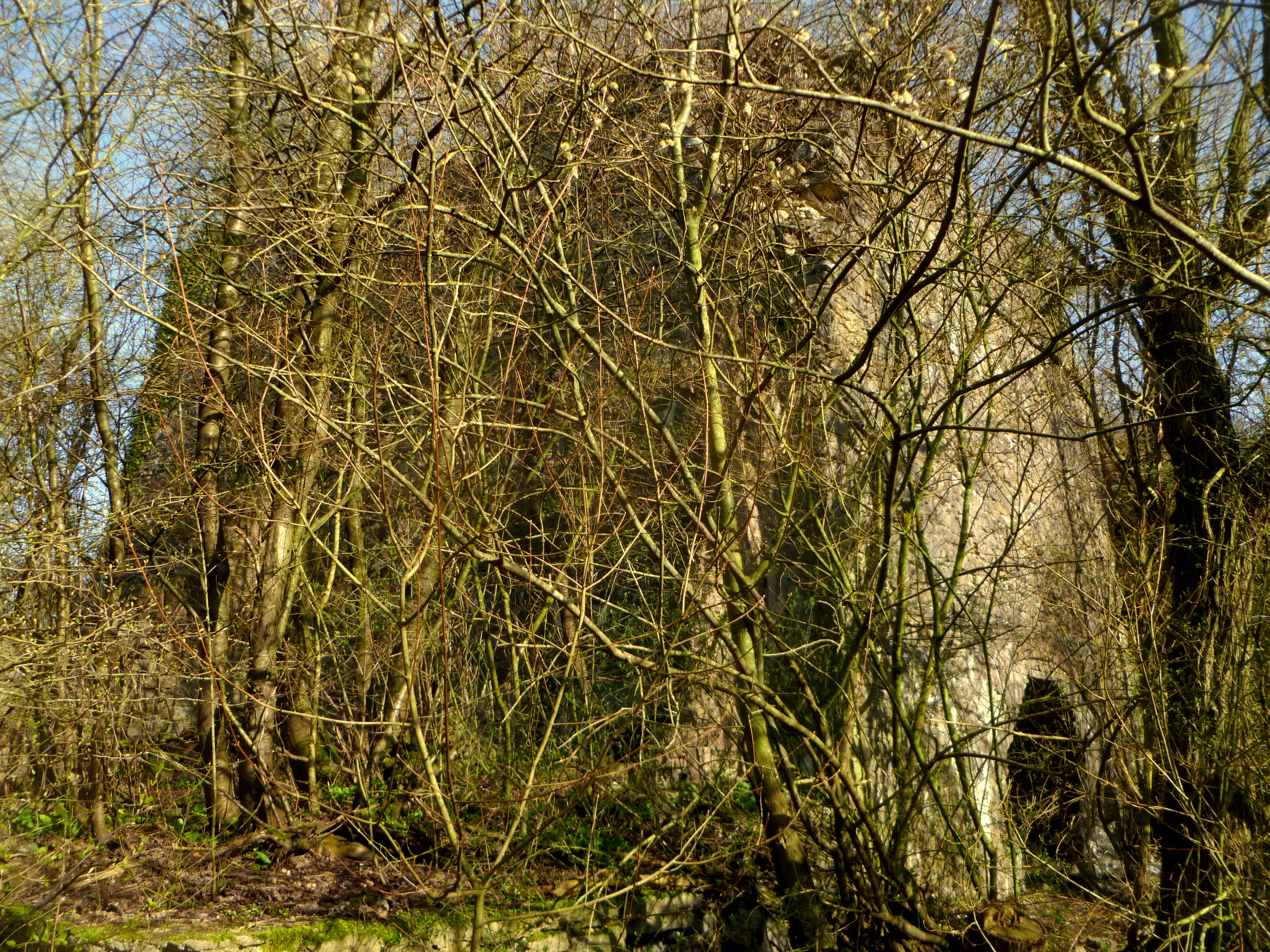 An old, stone lime kiln structure partially obscured by bare deciduous trees and brush in a forest setting.