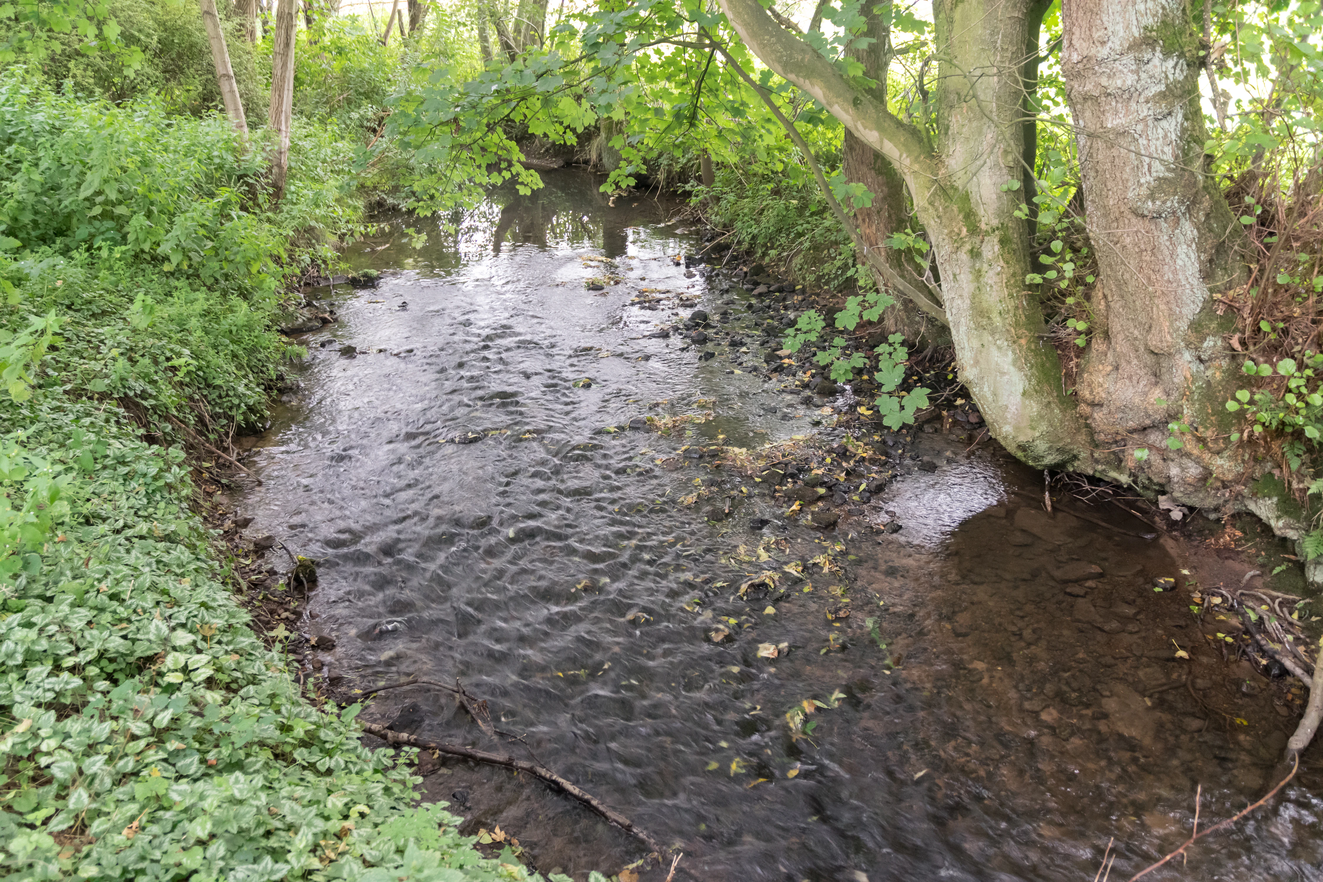 A small, clear stream winds through a lush, forested area with thick vegetation on the banks.
