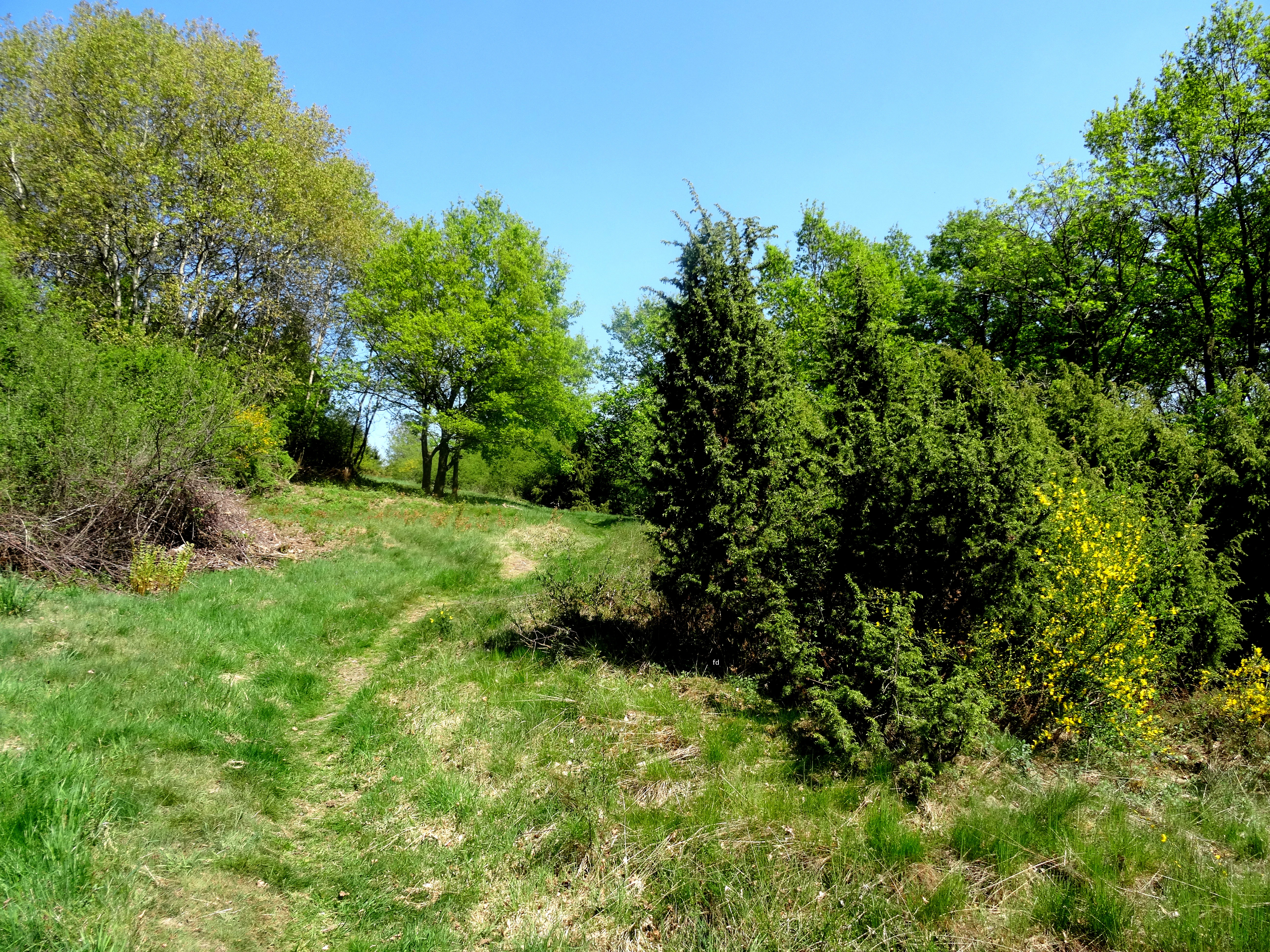 A sunny outdoor scene featuring green grass, small juniper trees, and taller deciduous trees under a clear blue sky in a nature reserve.
