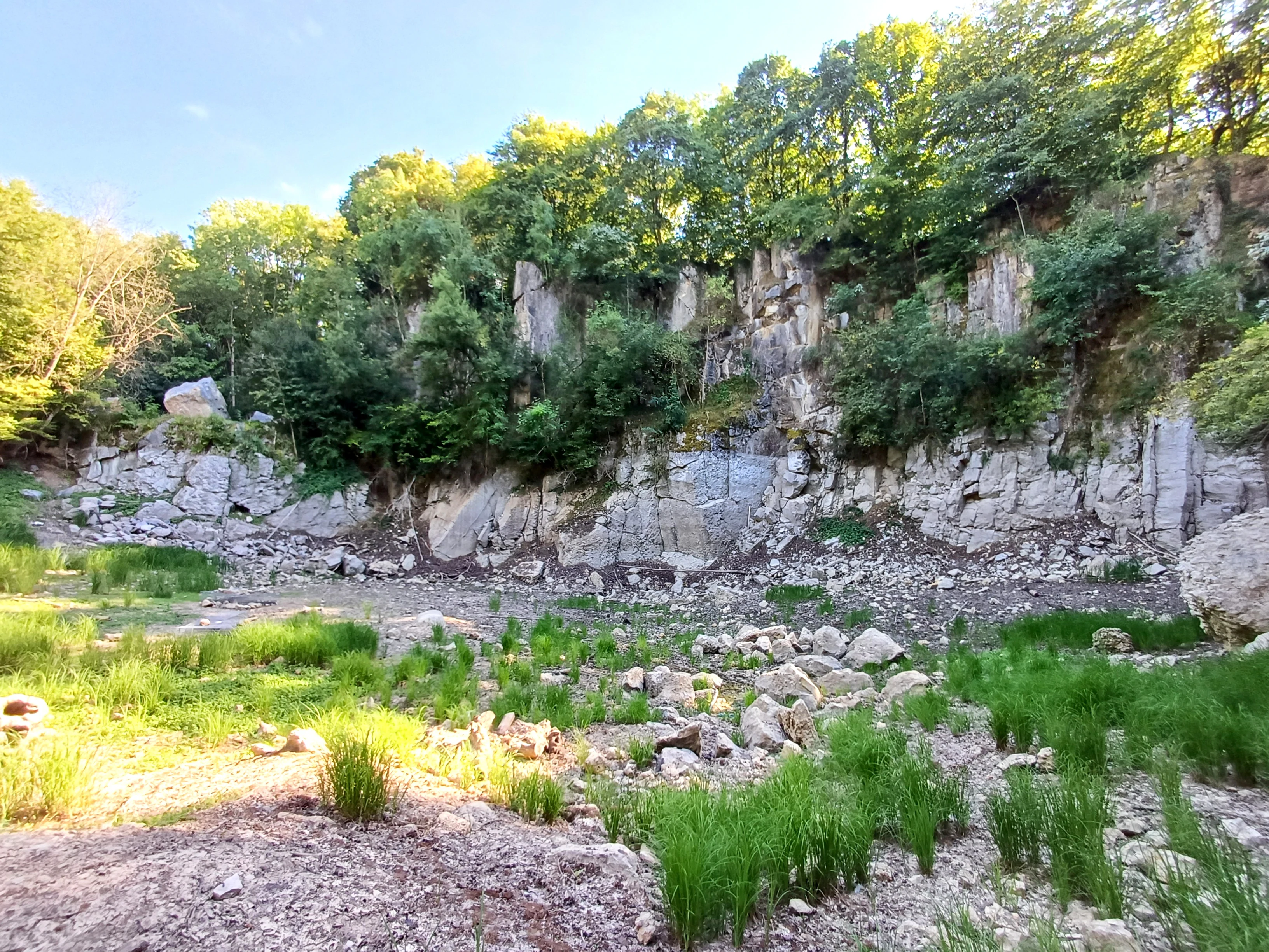 A view of a former limestone quarry with a steep rocky cliff face, green trees growing along the top edge, and grassy vegetation and scattered rocks in the foreground under a blue sky.