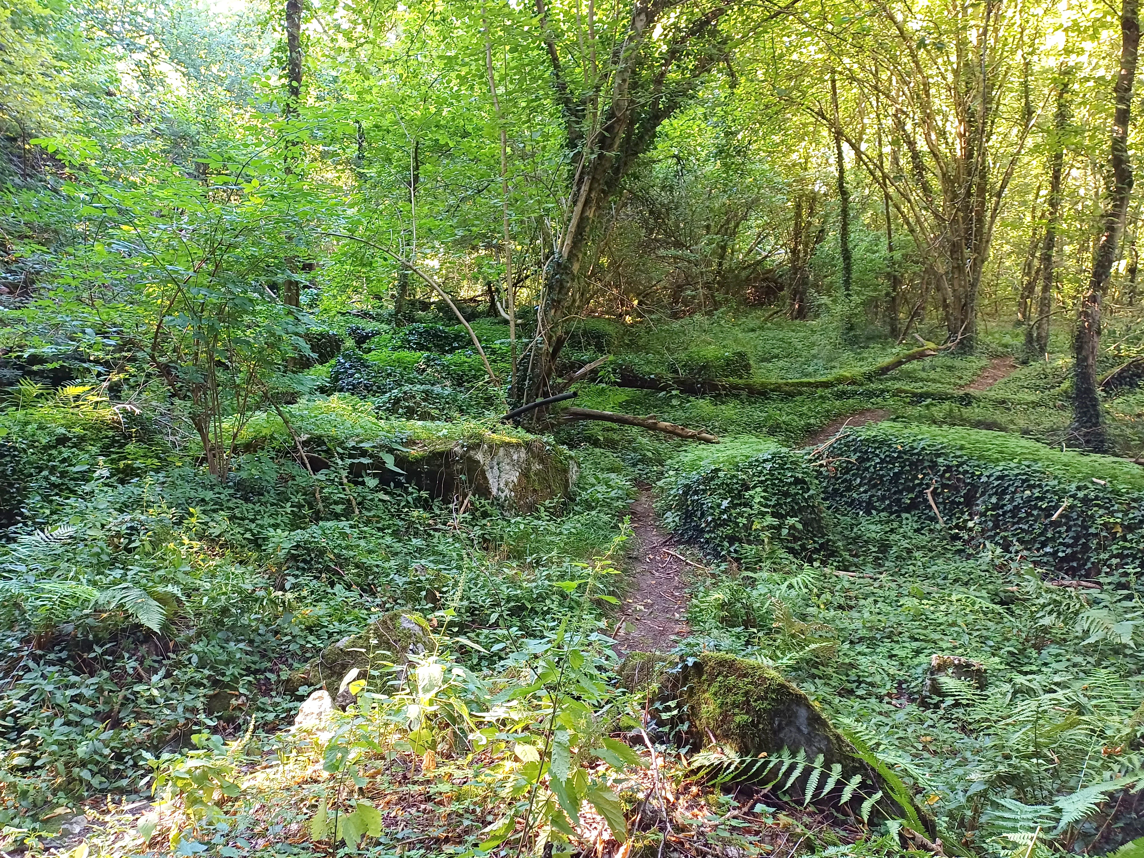 A narrow dirt path winding through dense green forest vegetation with ferns, moss-covered rocks, and trees