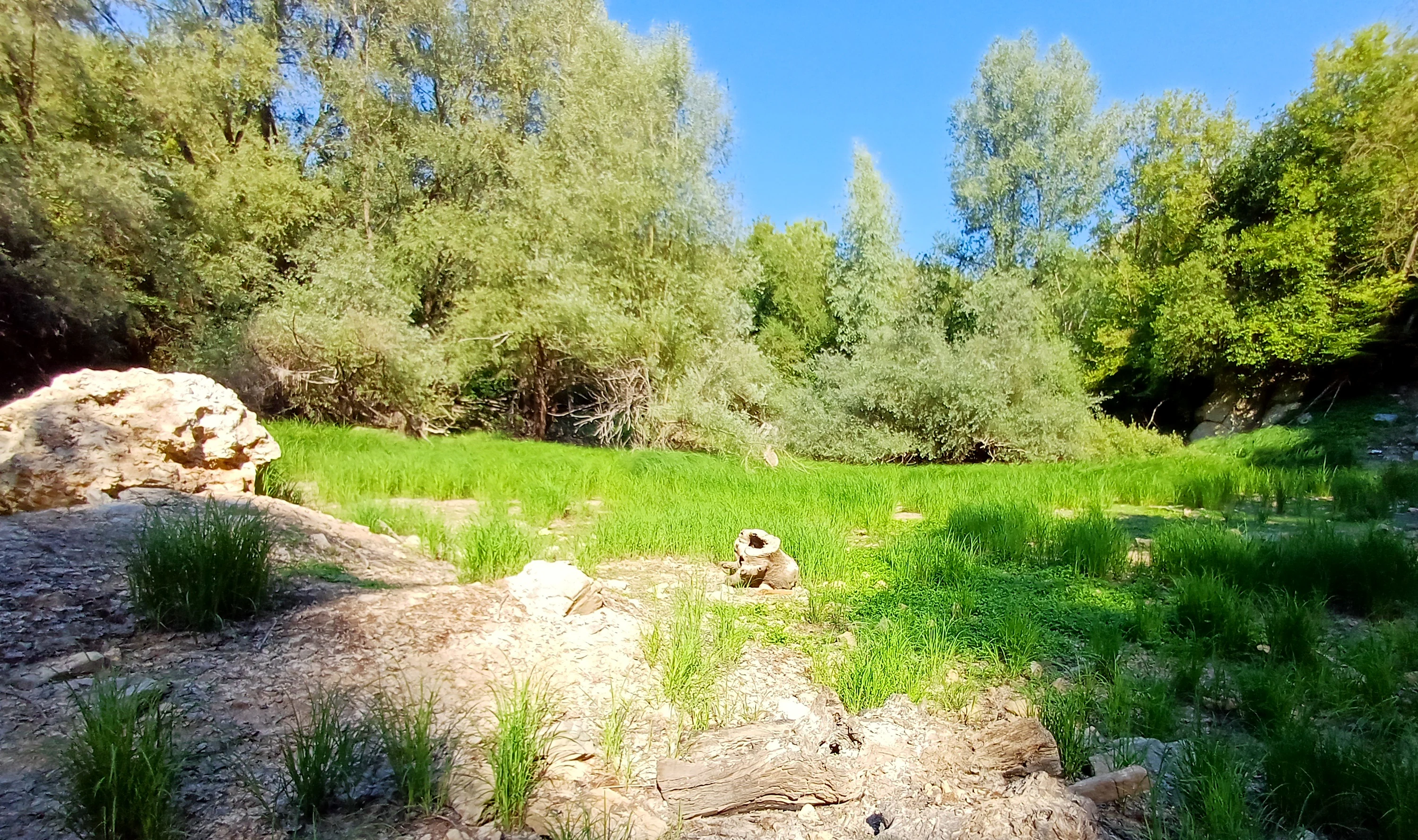 A sunny landscape view of a nature reserve featuring rocky outcrops in the foreground, a grassy clearing, and a dense line of trees in the background under a blue sky. A small rabbit sits in the middle of the grass.